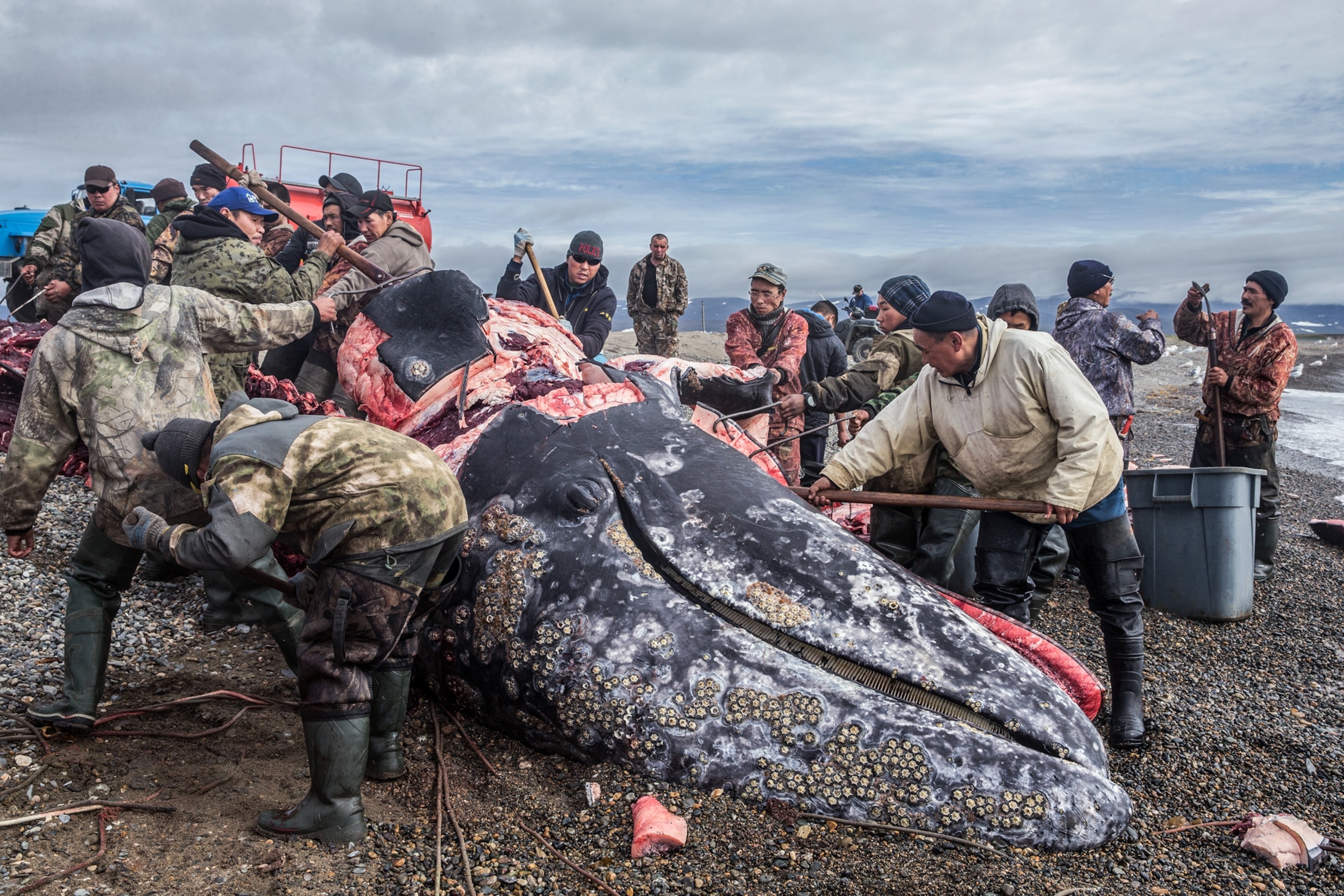 people butchering whale on seashore.