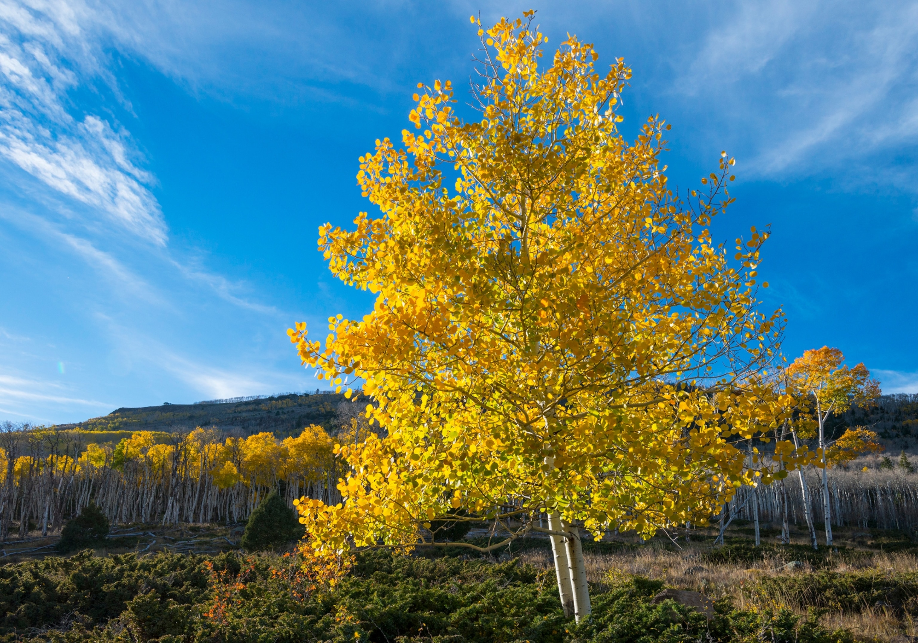 Picture of tree with golden leaves under blue sunny sky.