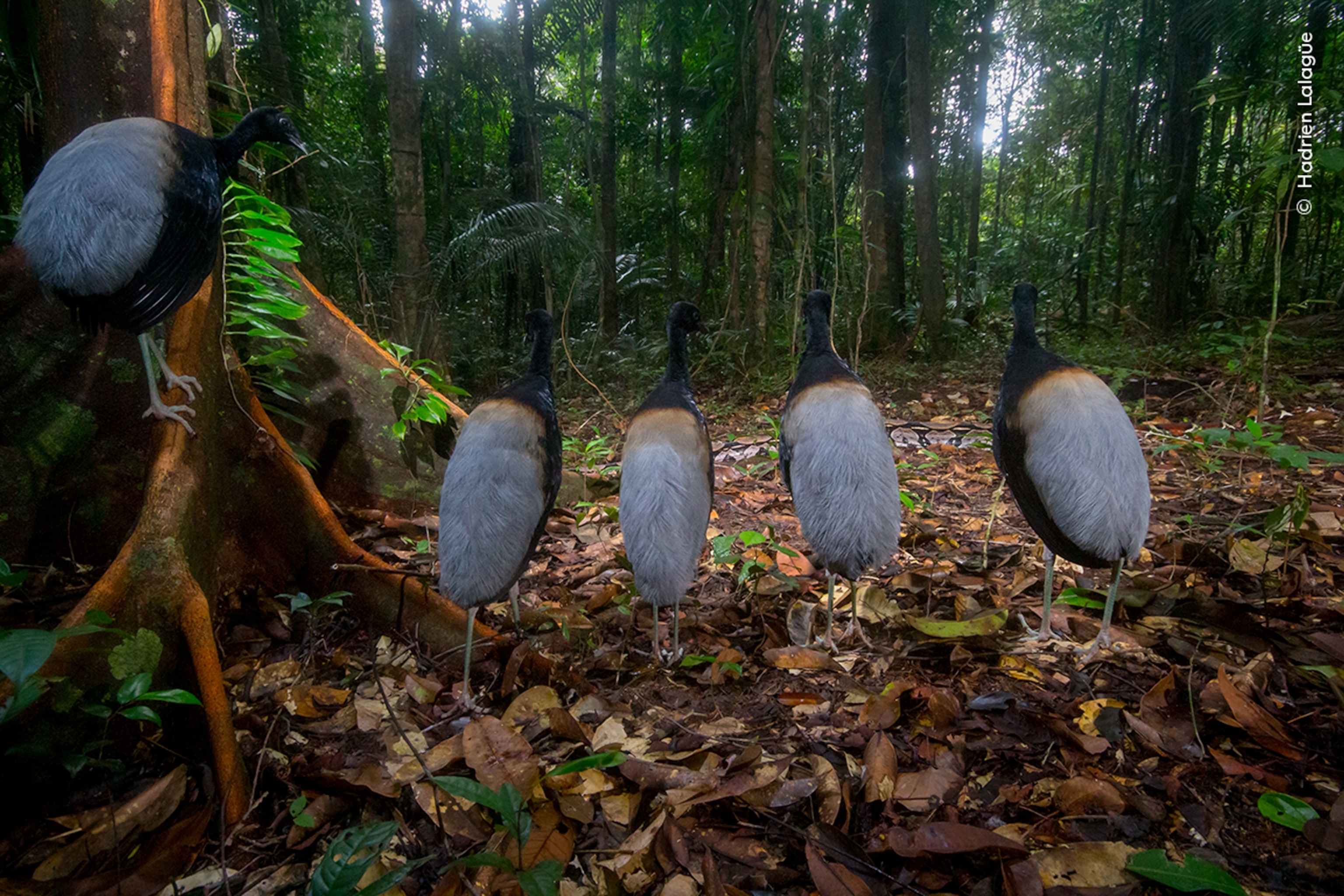 The grey-winged backs of trumpeters as they stand in line watching a boa constrictor slither past.