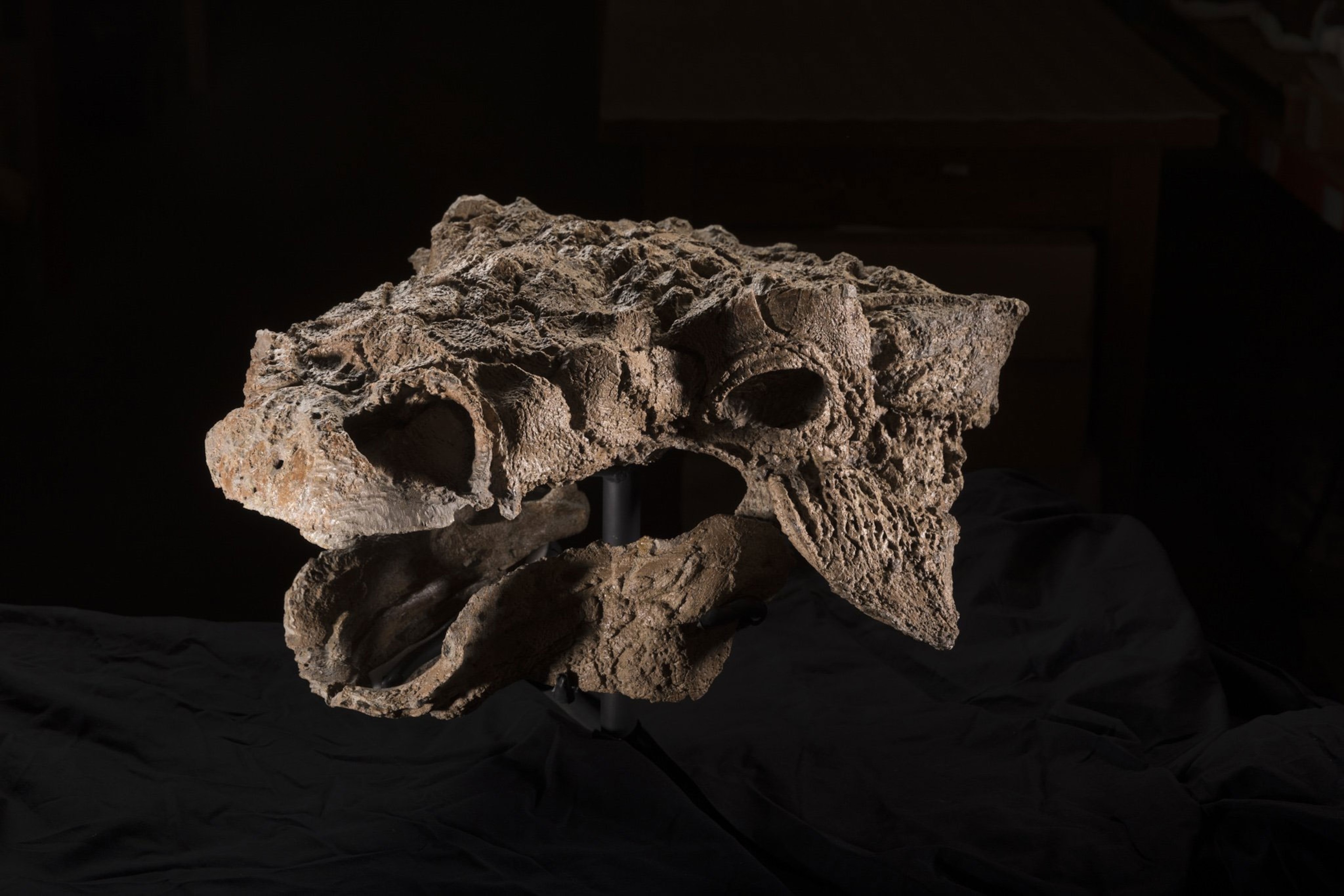 Zuul fossil skull.