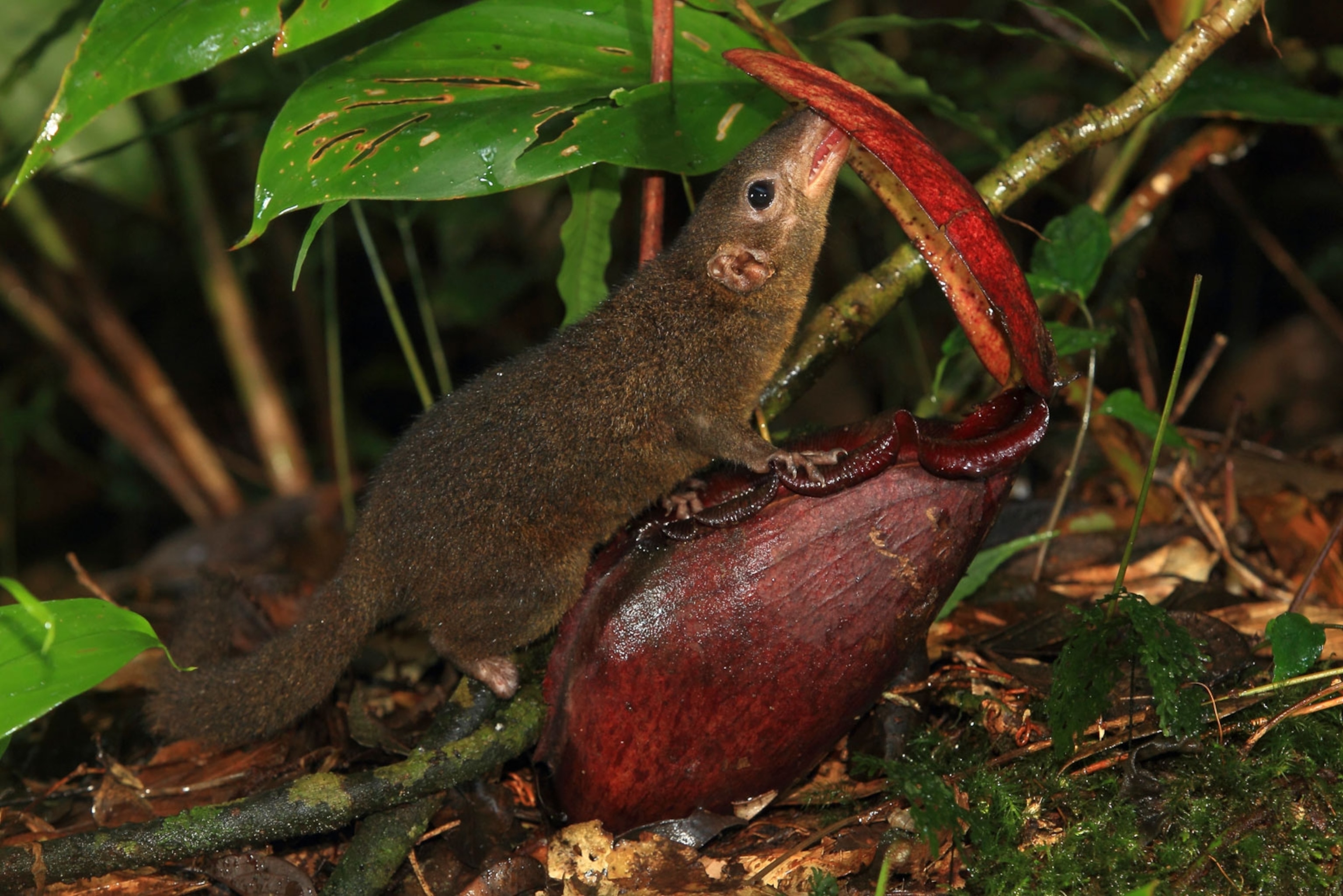 a shrew licks a pitcher plant