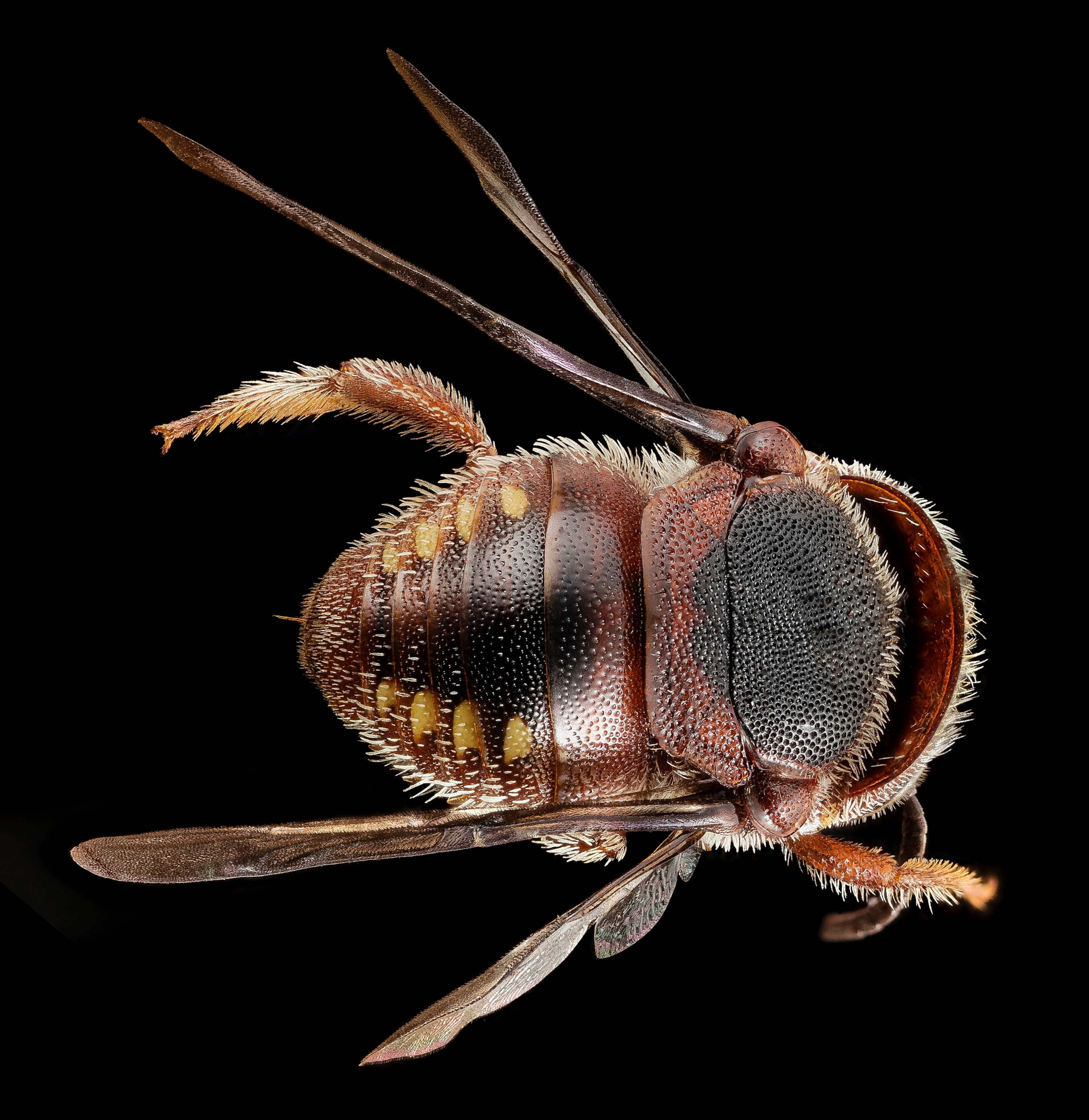 a Pachyanthidium aff benguelense bee