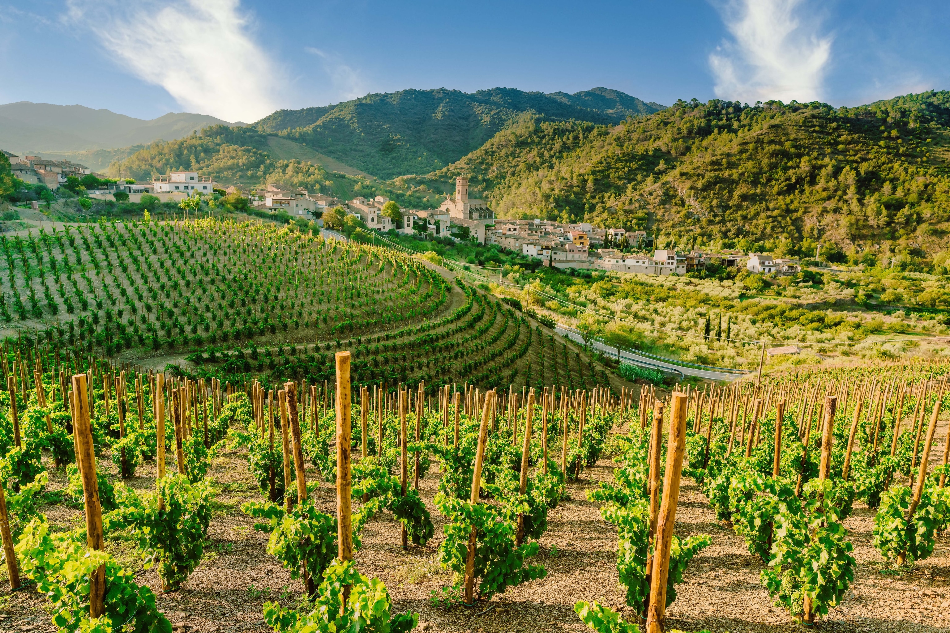 Vineyard
