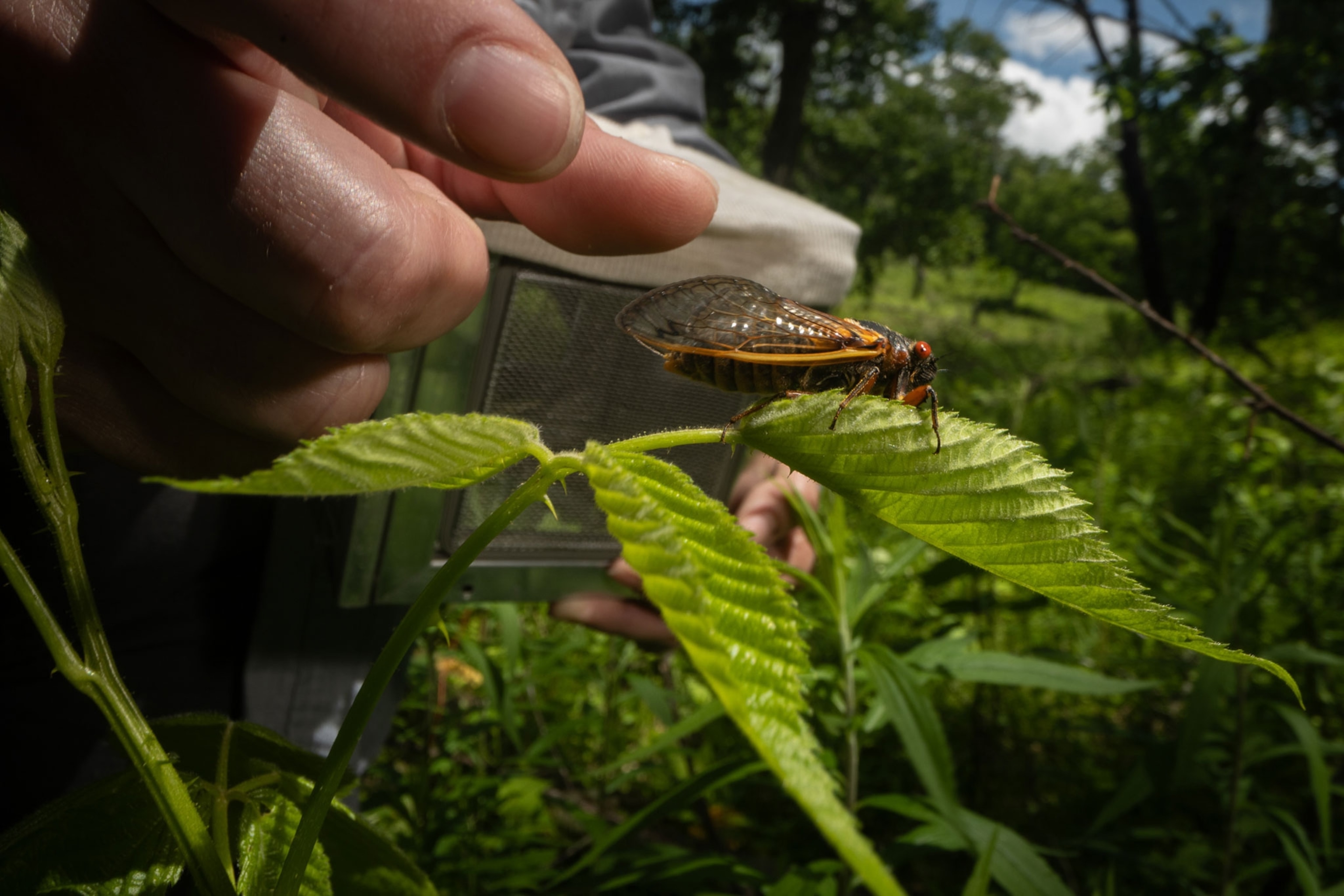 a hand reaches for a cicada