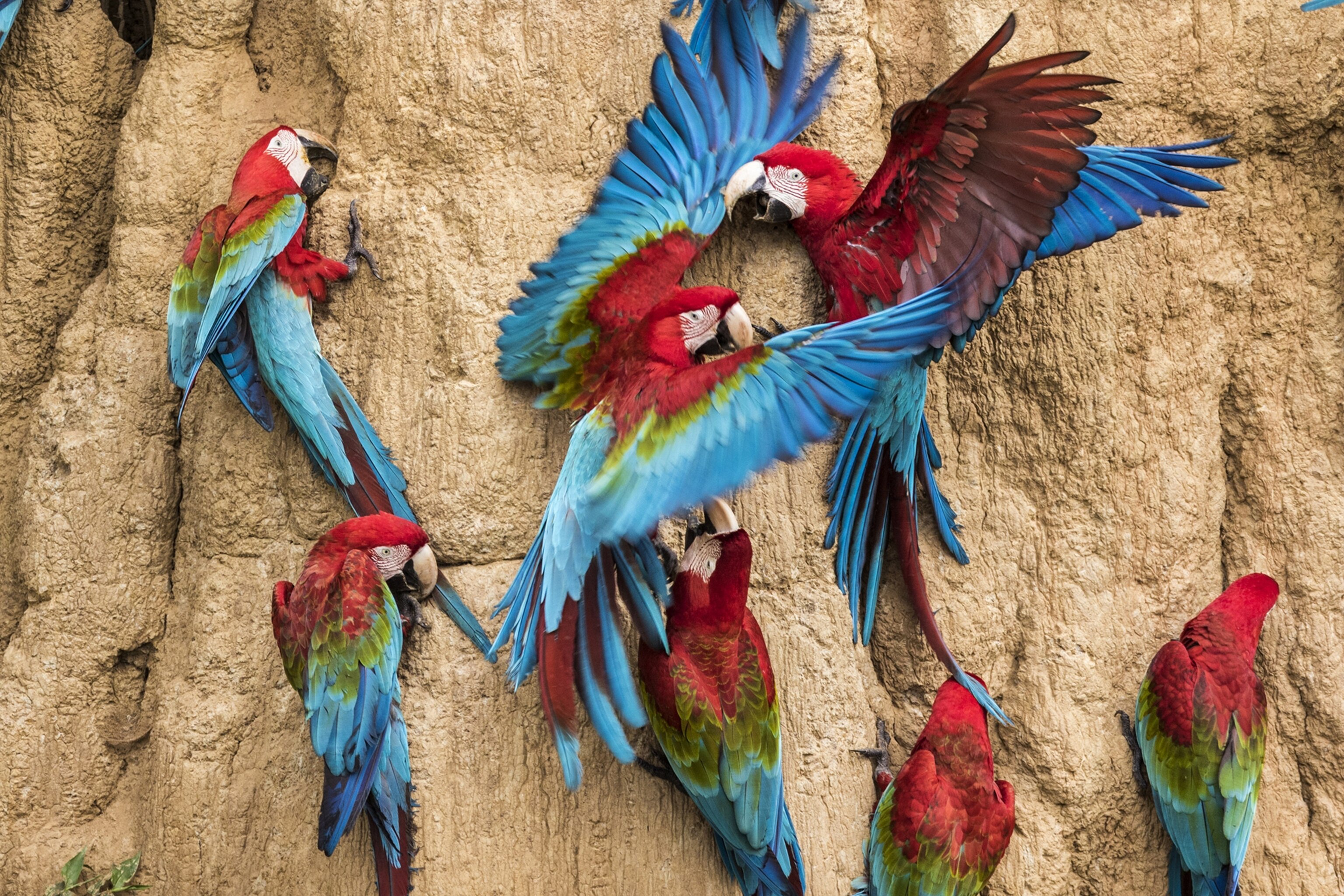 macaws gathered in a group by the face of a rock