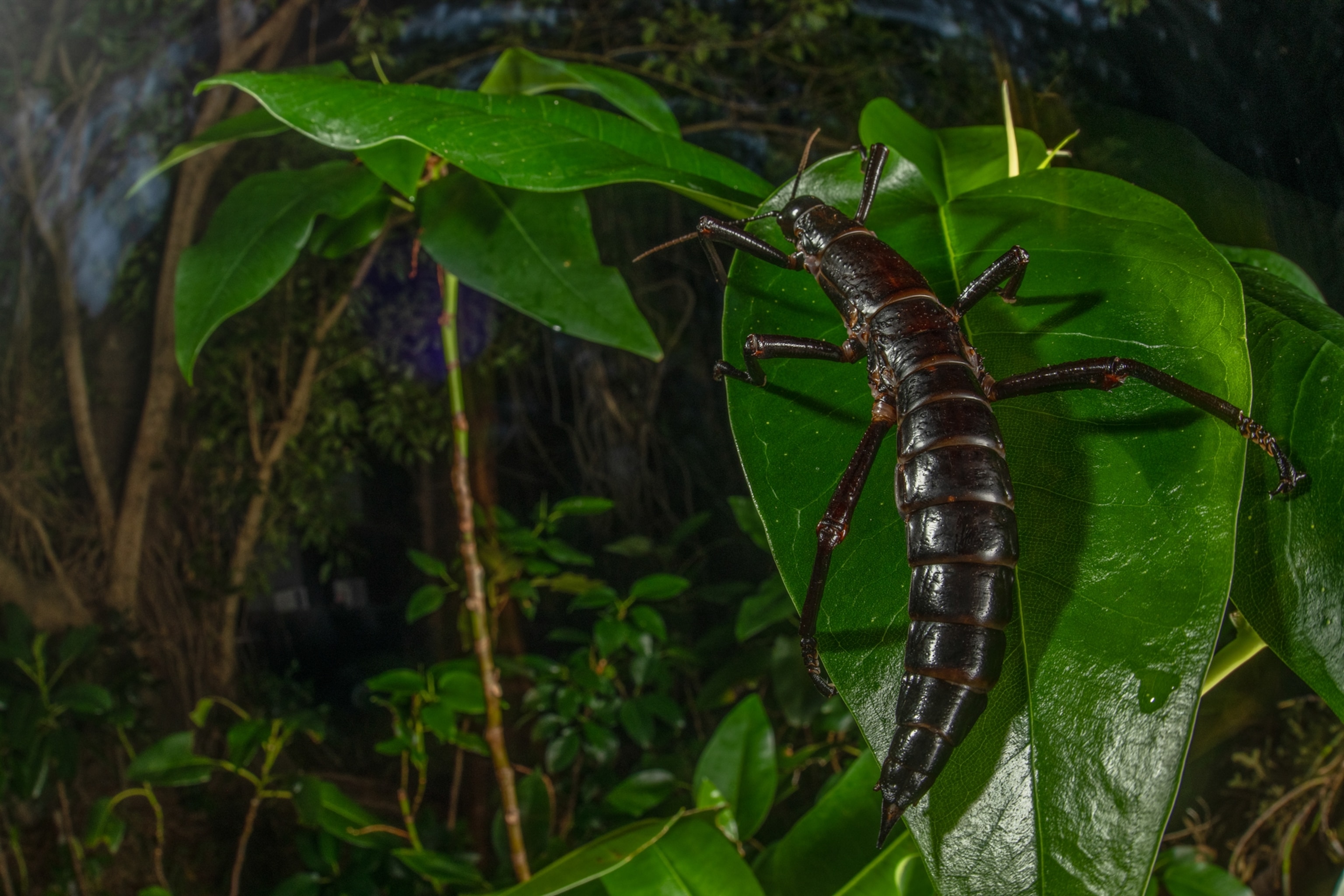an adult phasmid with a hard black exoskeleton on a leaf
