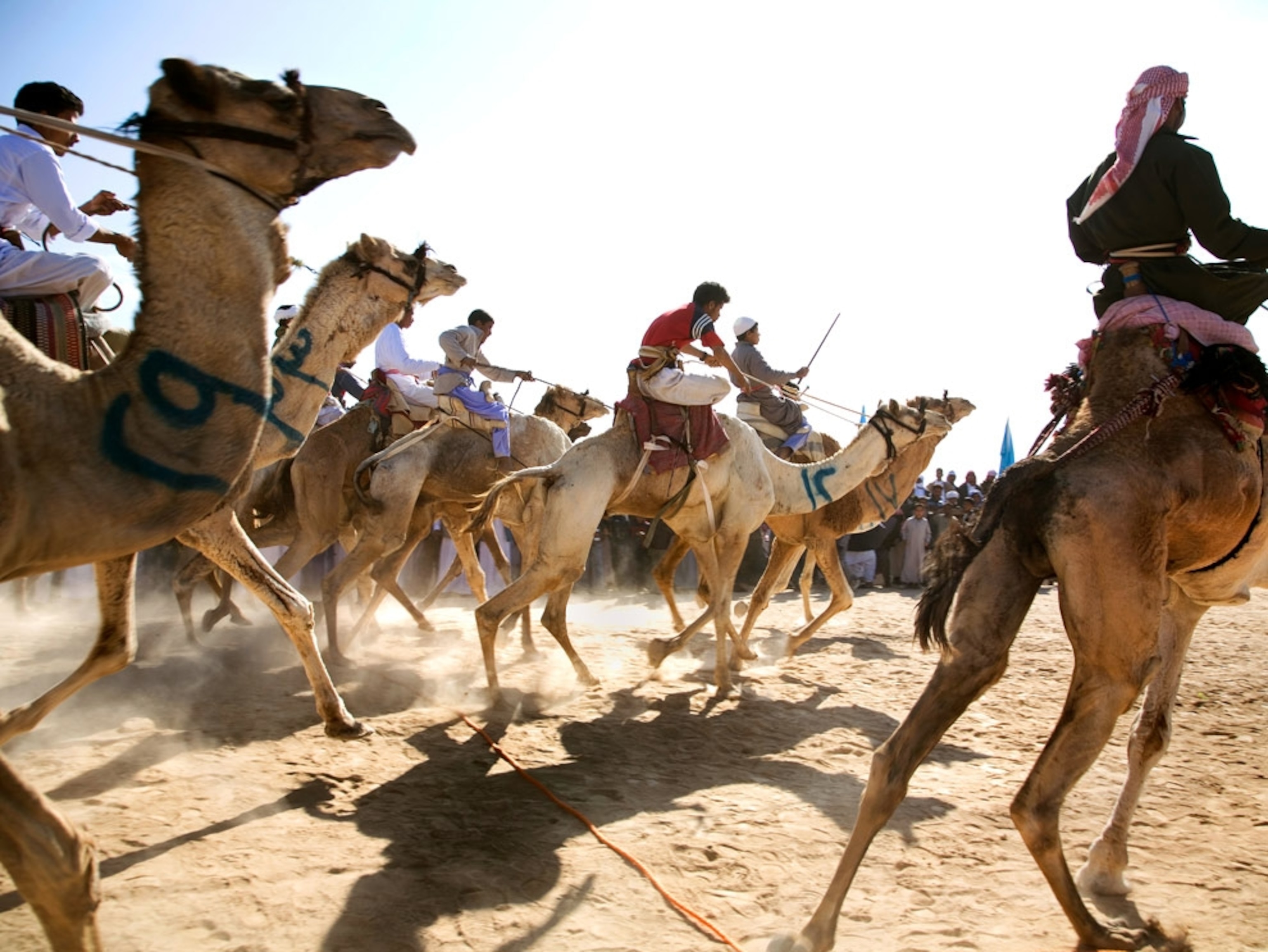 Young boys racing camels in the desert