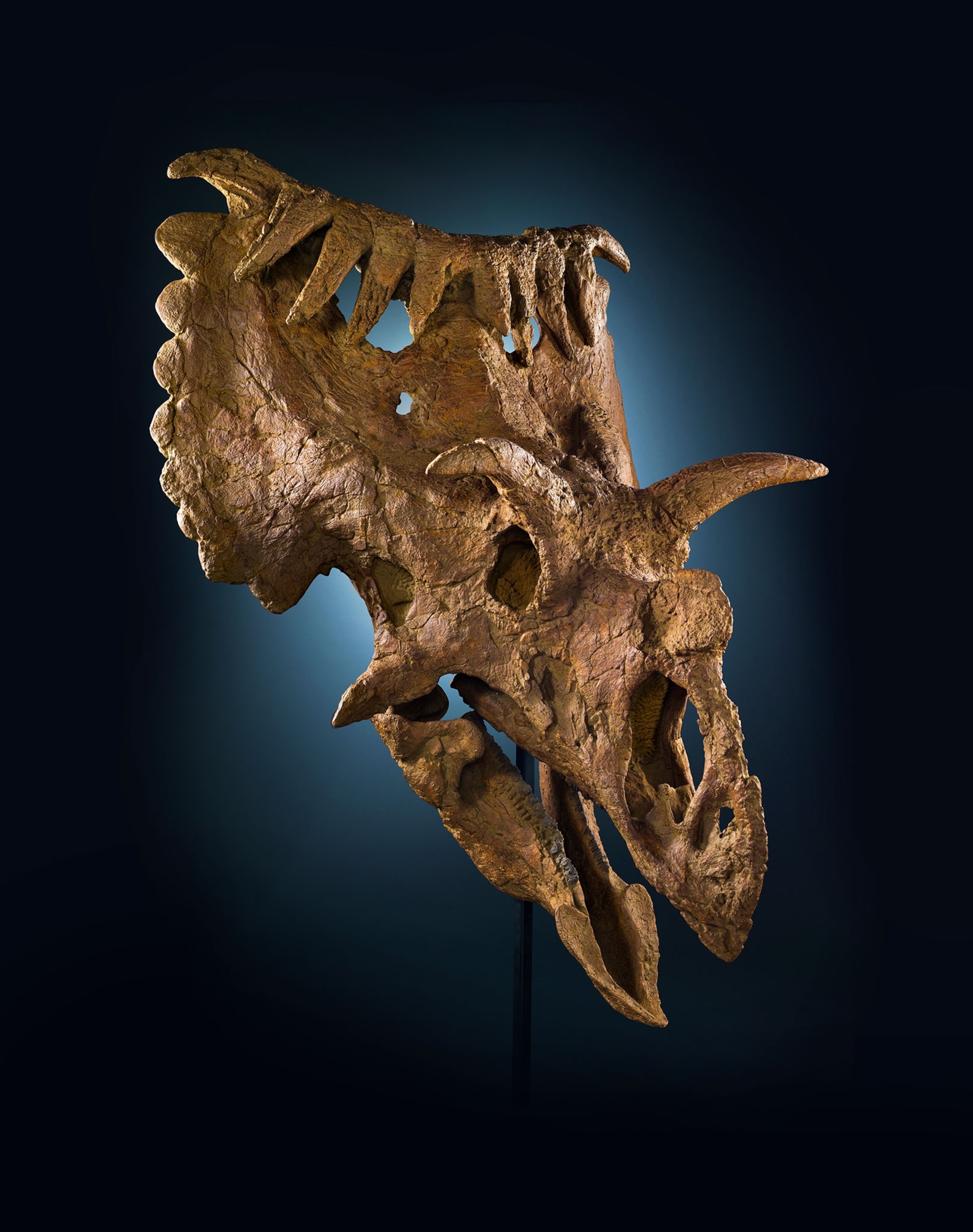Kosmoceratops richardsoni, a rhino-size plant-eater that lived on Laramidia.