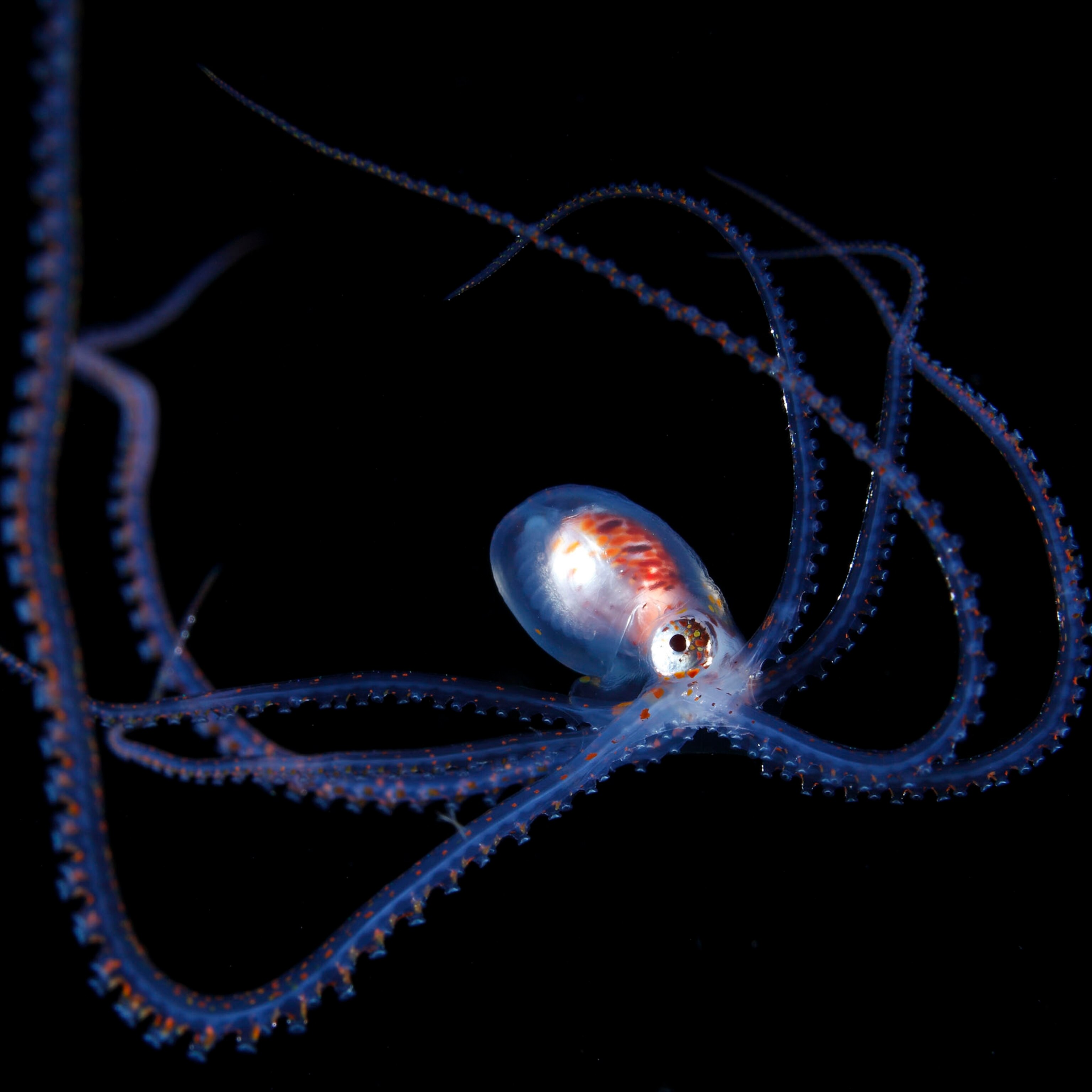 fish larva