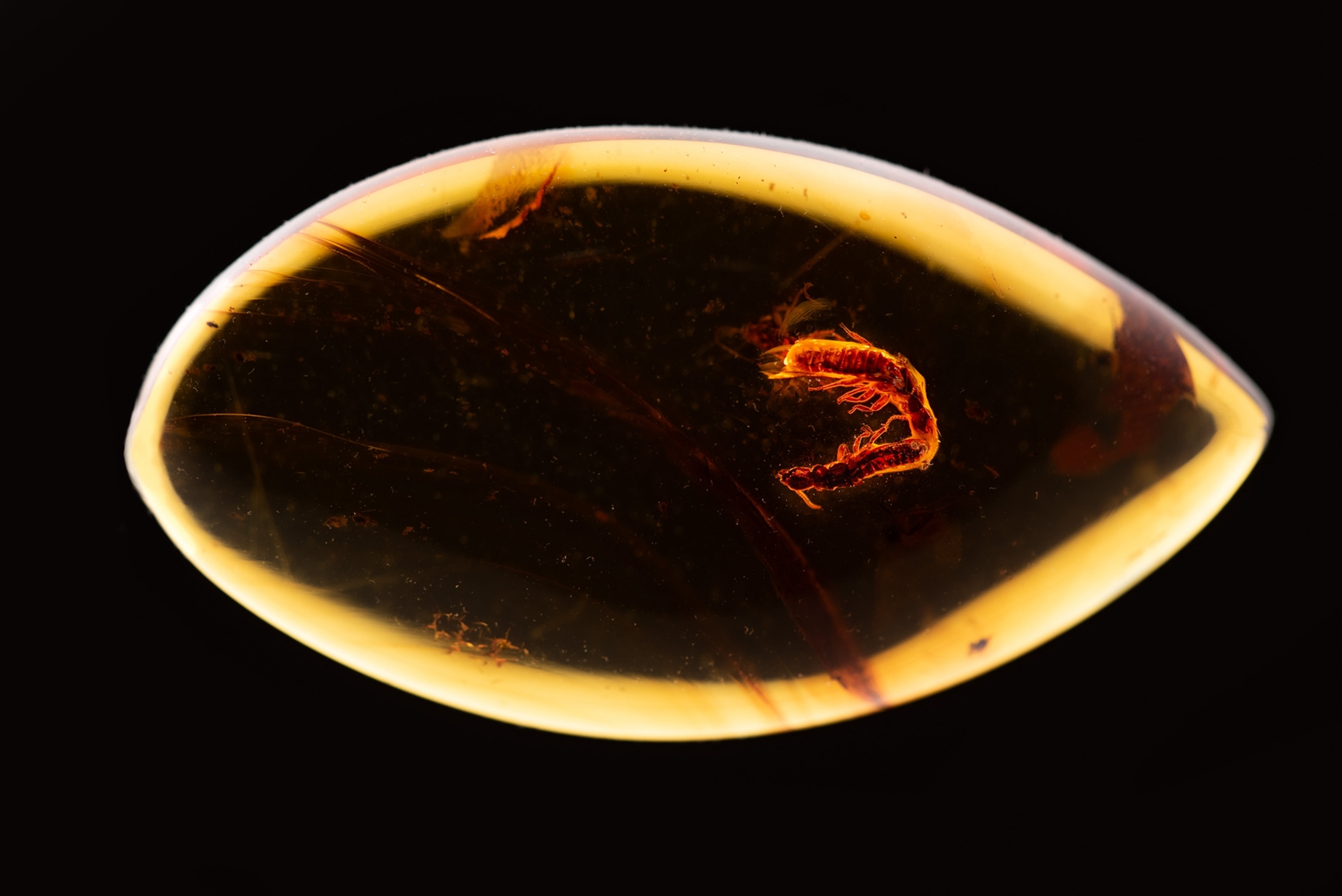 Two termites encased in amber a soft glow around them.