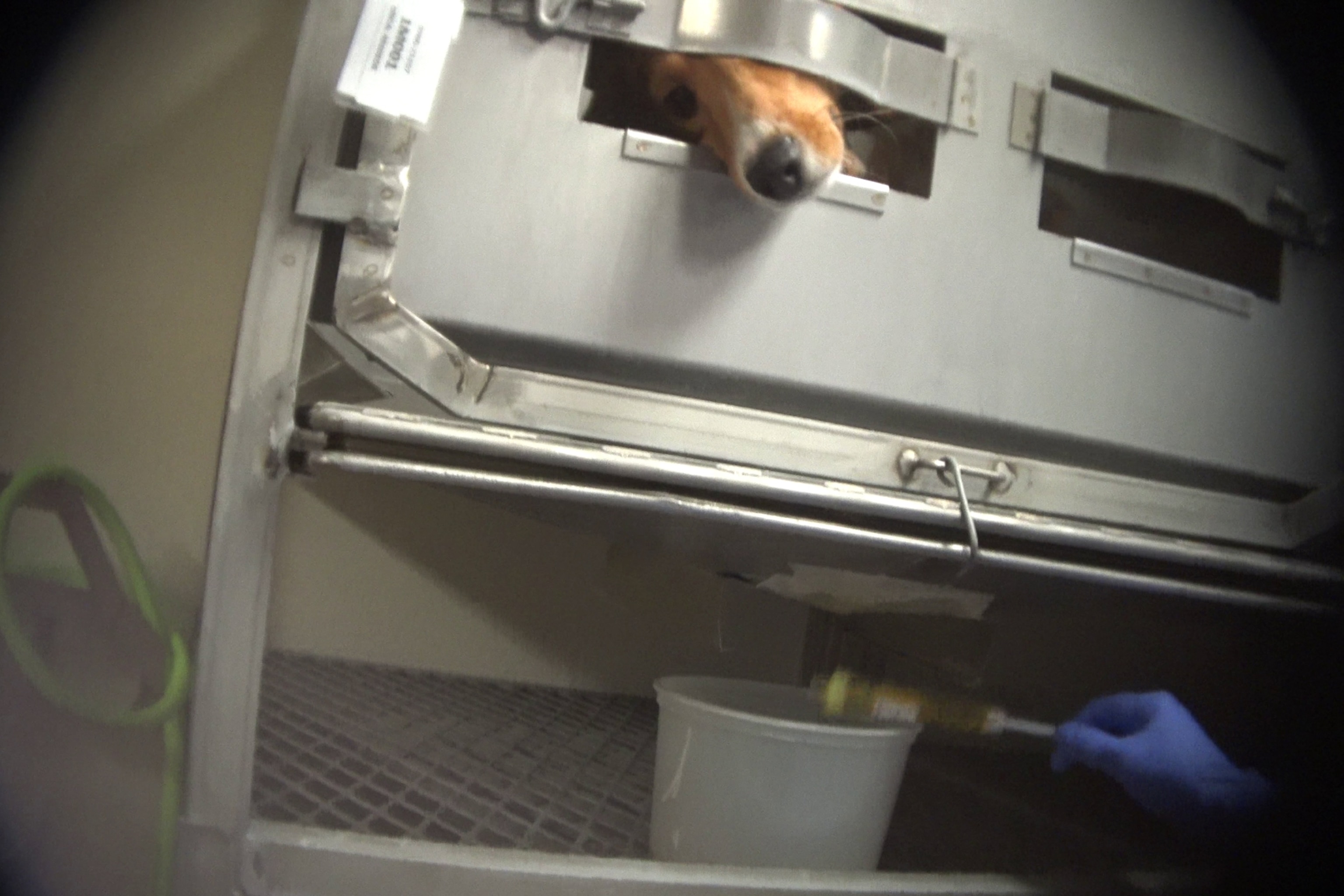 Picture of a beagle's snout poking out through the slit in a metal box.