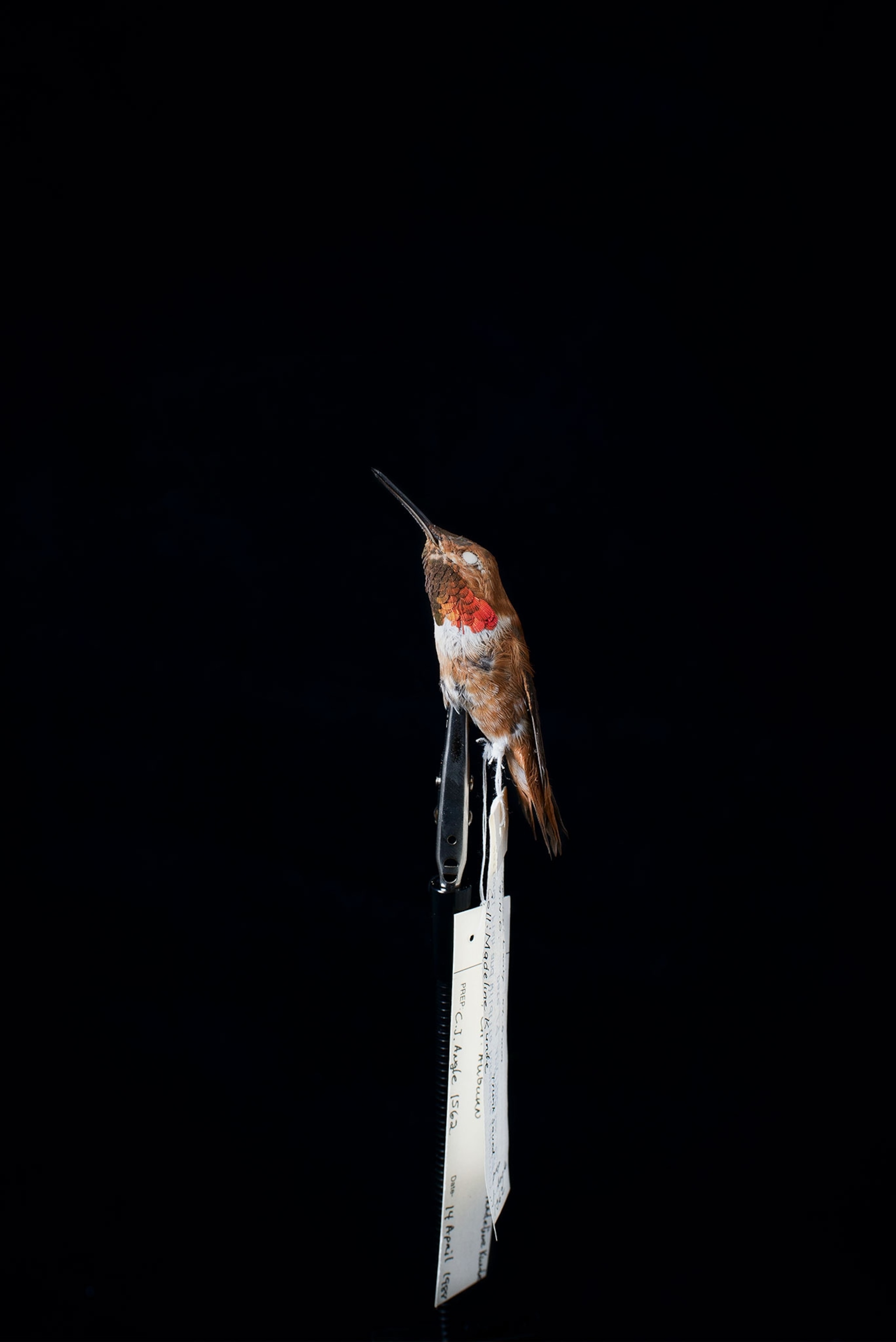 a dead hummingbird