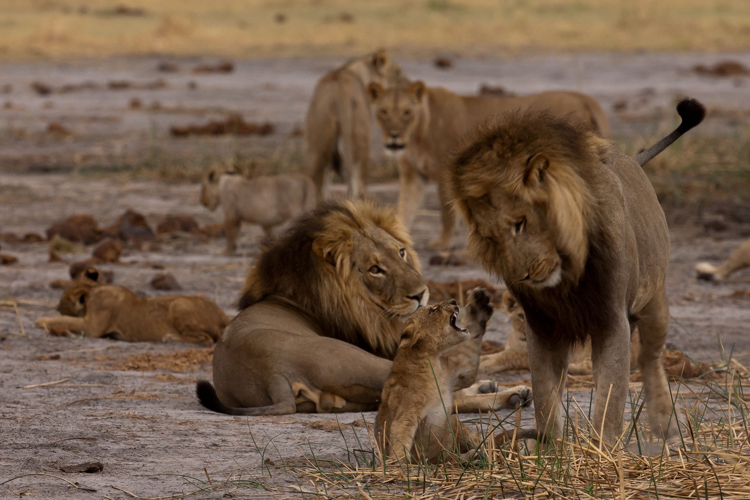 a pride of lions in Botswana