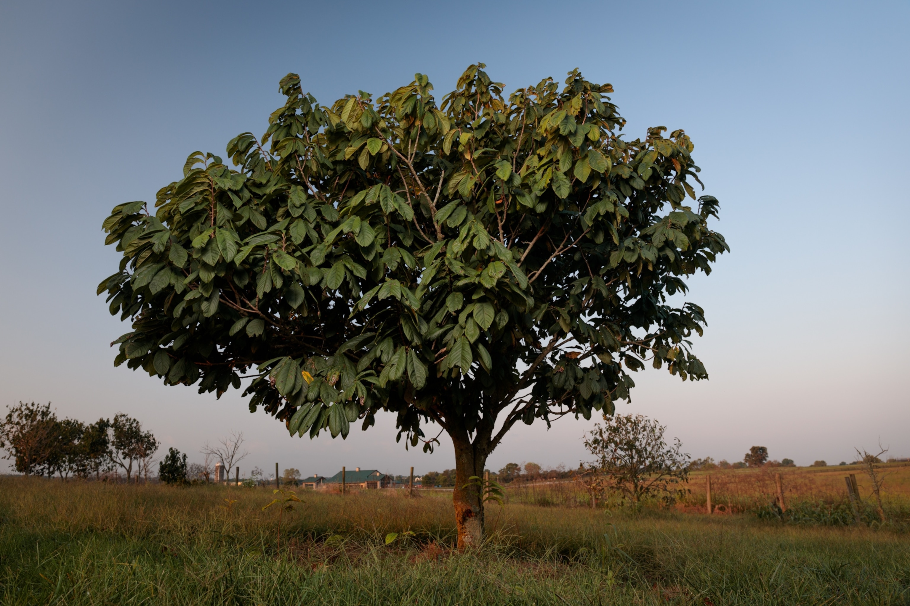 A fully grown pawpaw tree stands alone in a field