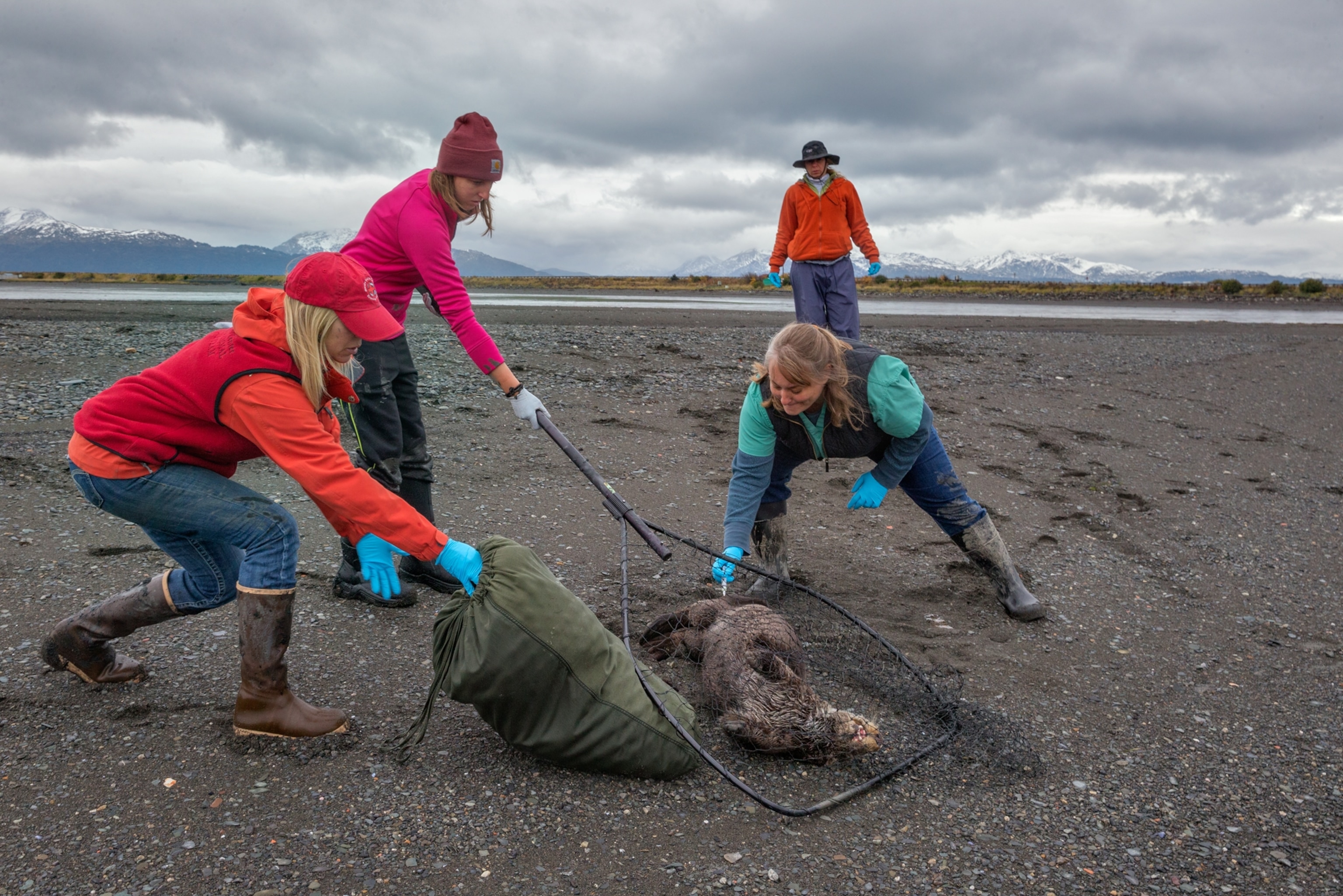 biology scientists and volunteers catching a sea otter