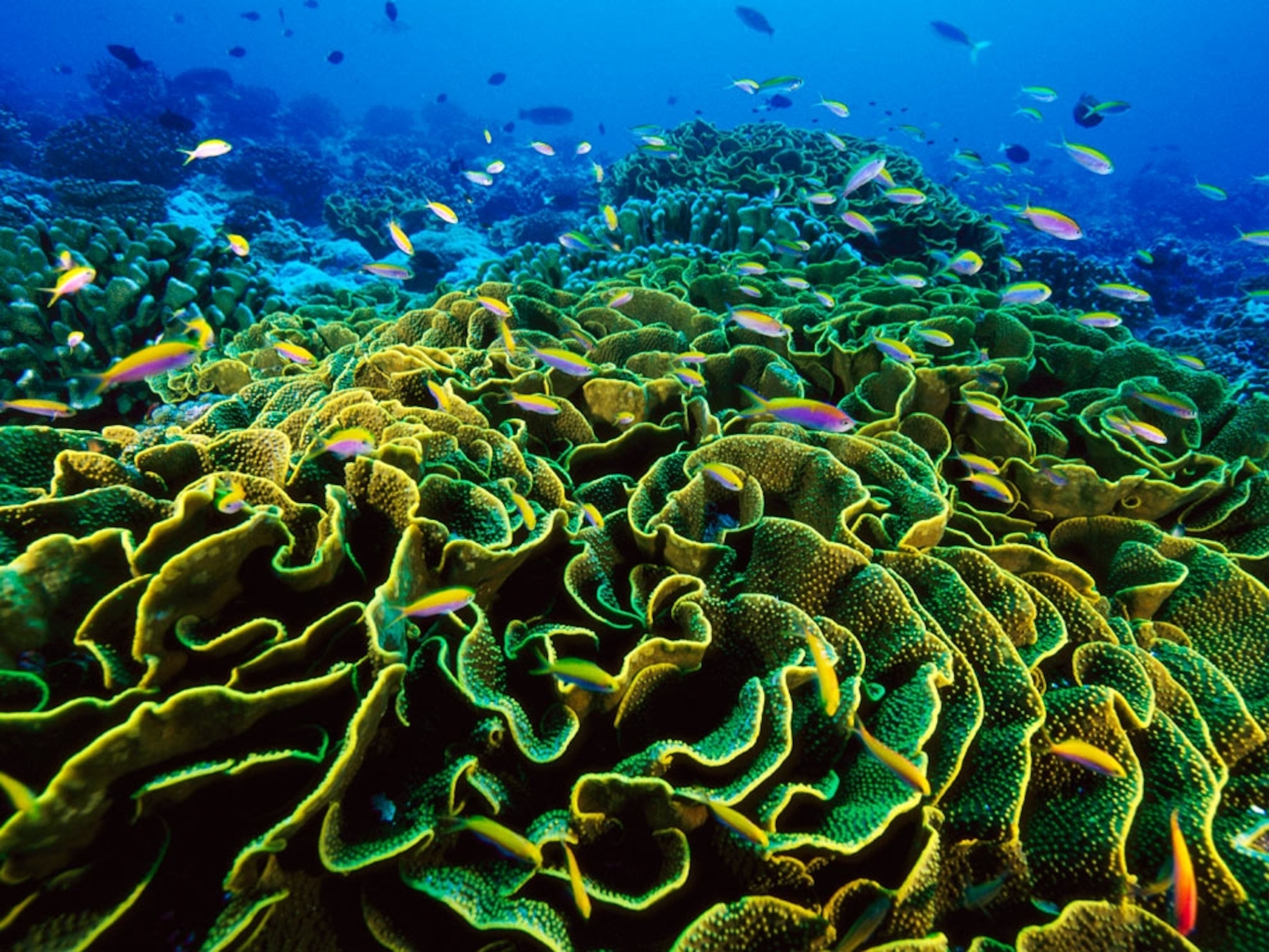 Fish swimming over coral