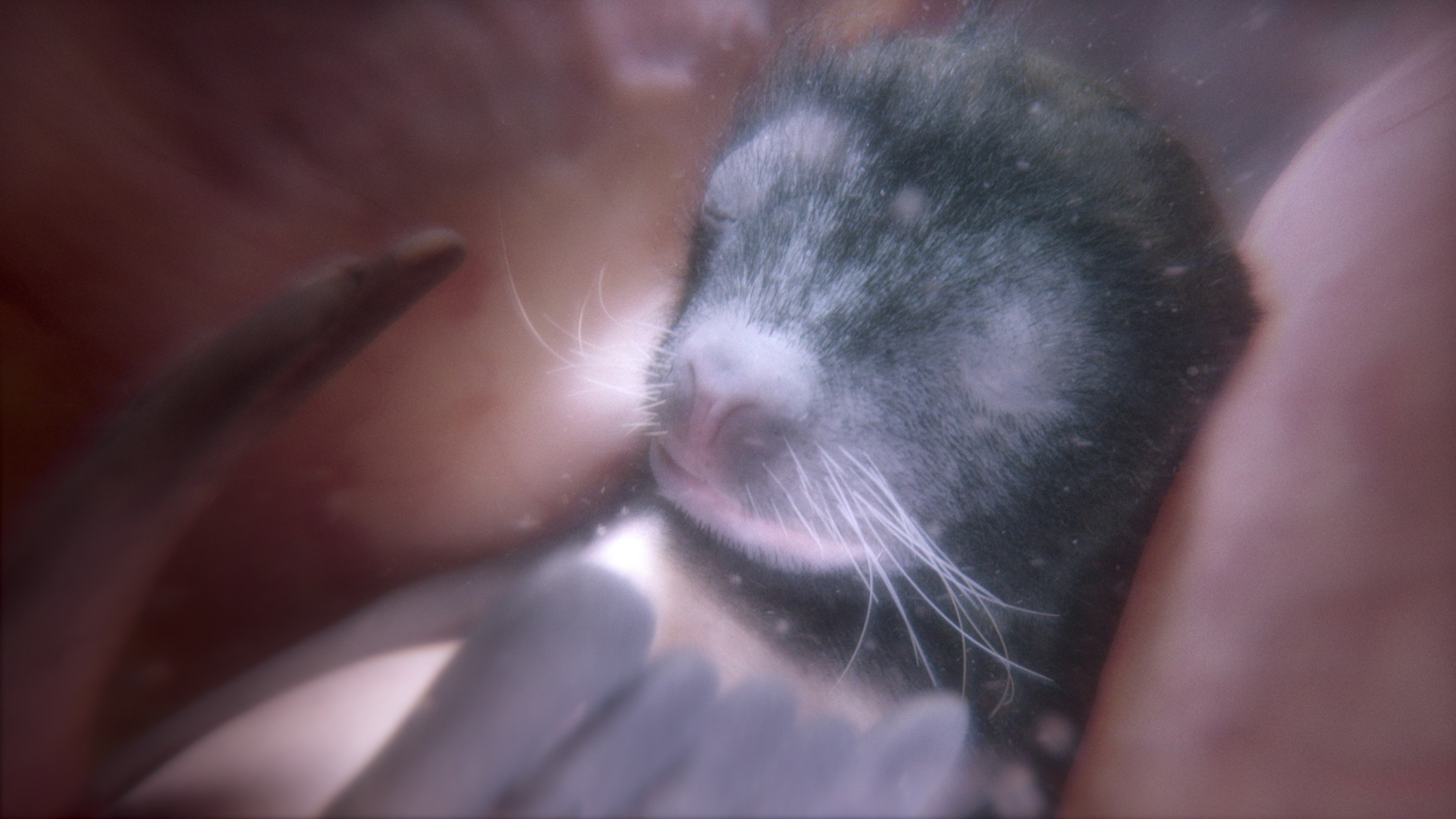 Picture of a simulation of a sea lion in the womb with its eyes closed