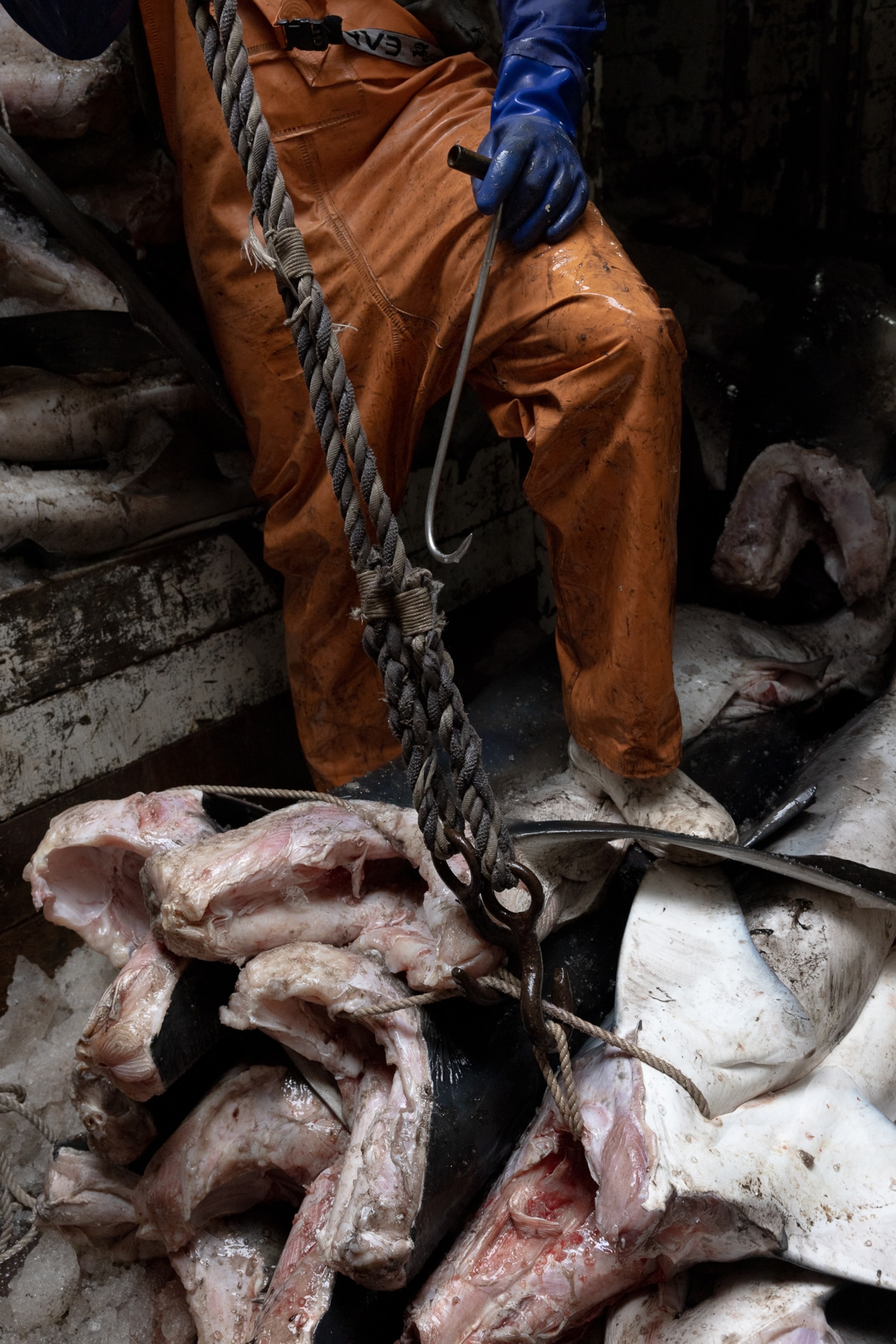 deatil of person wearing commercial fishing overalls and shark carcassas