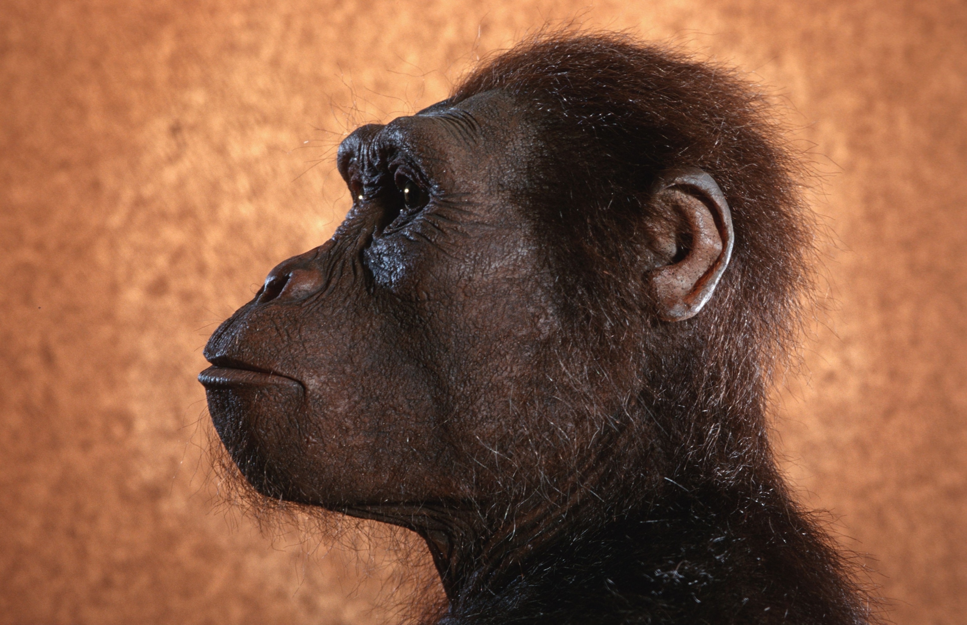 The bust of an ape-like reconstruction of "Lucy"