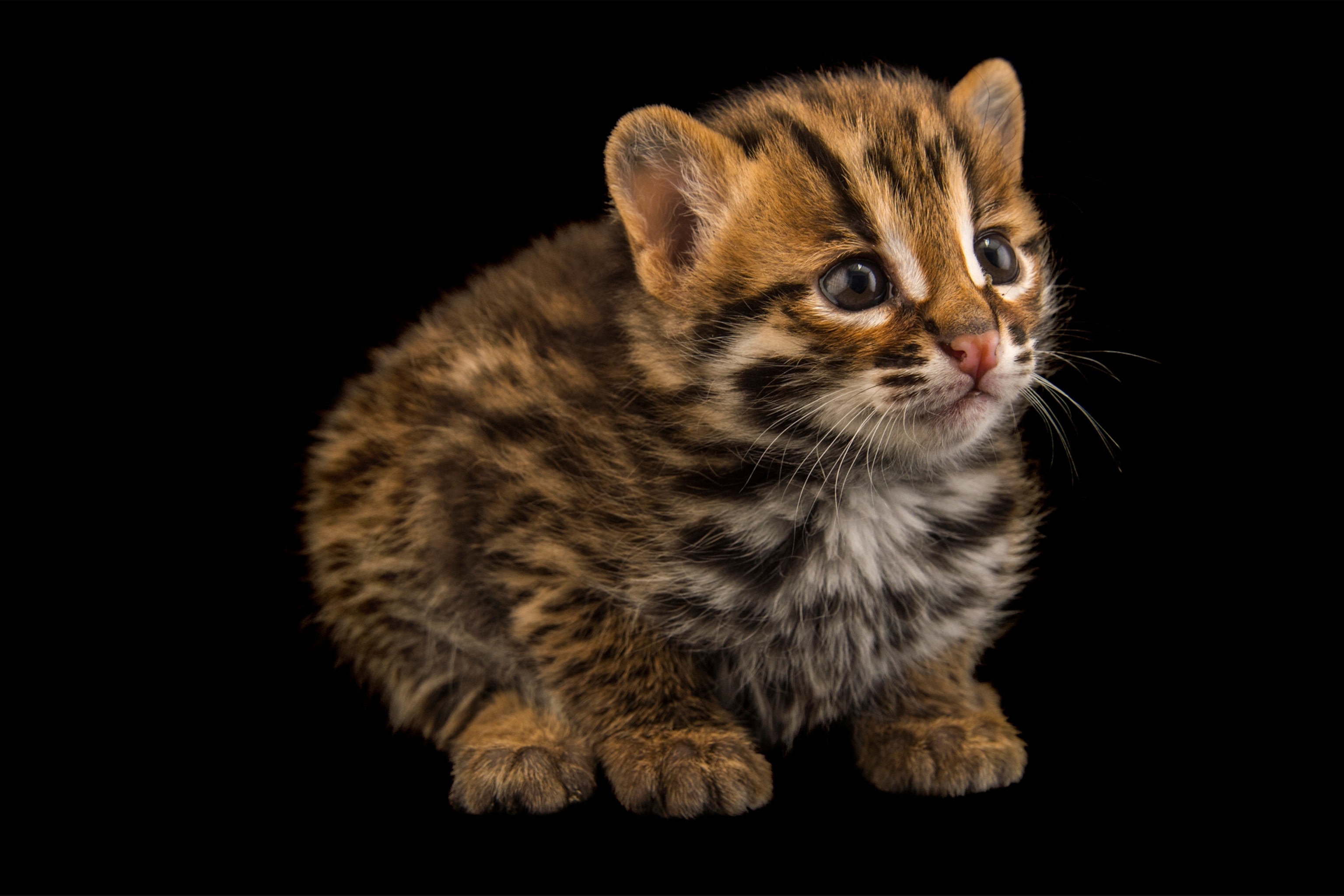 a leopard cat