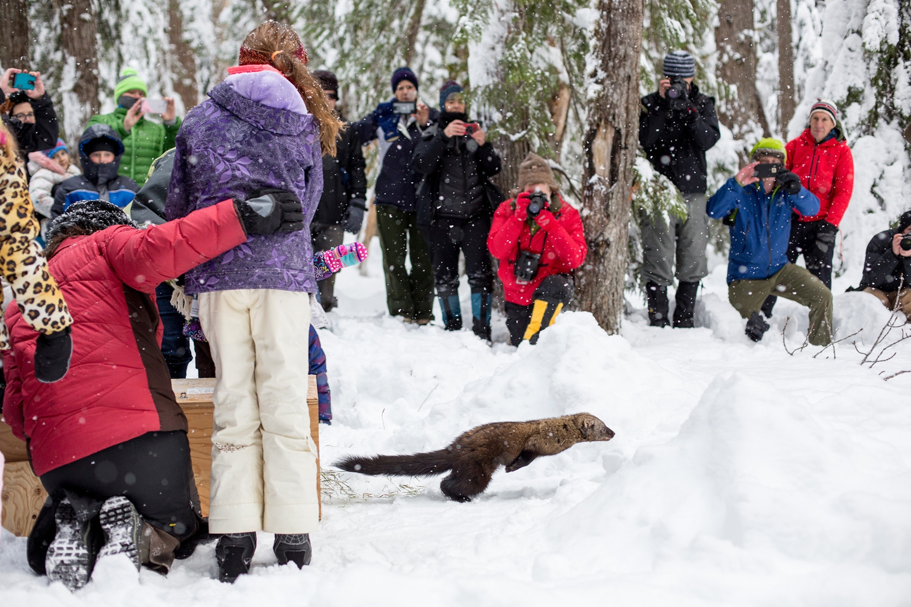 a fisher being released into the Cascade Mountains at Mount Rainier National Park