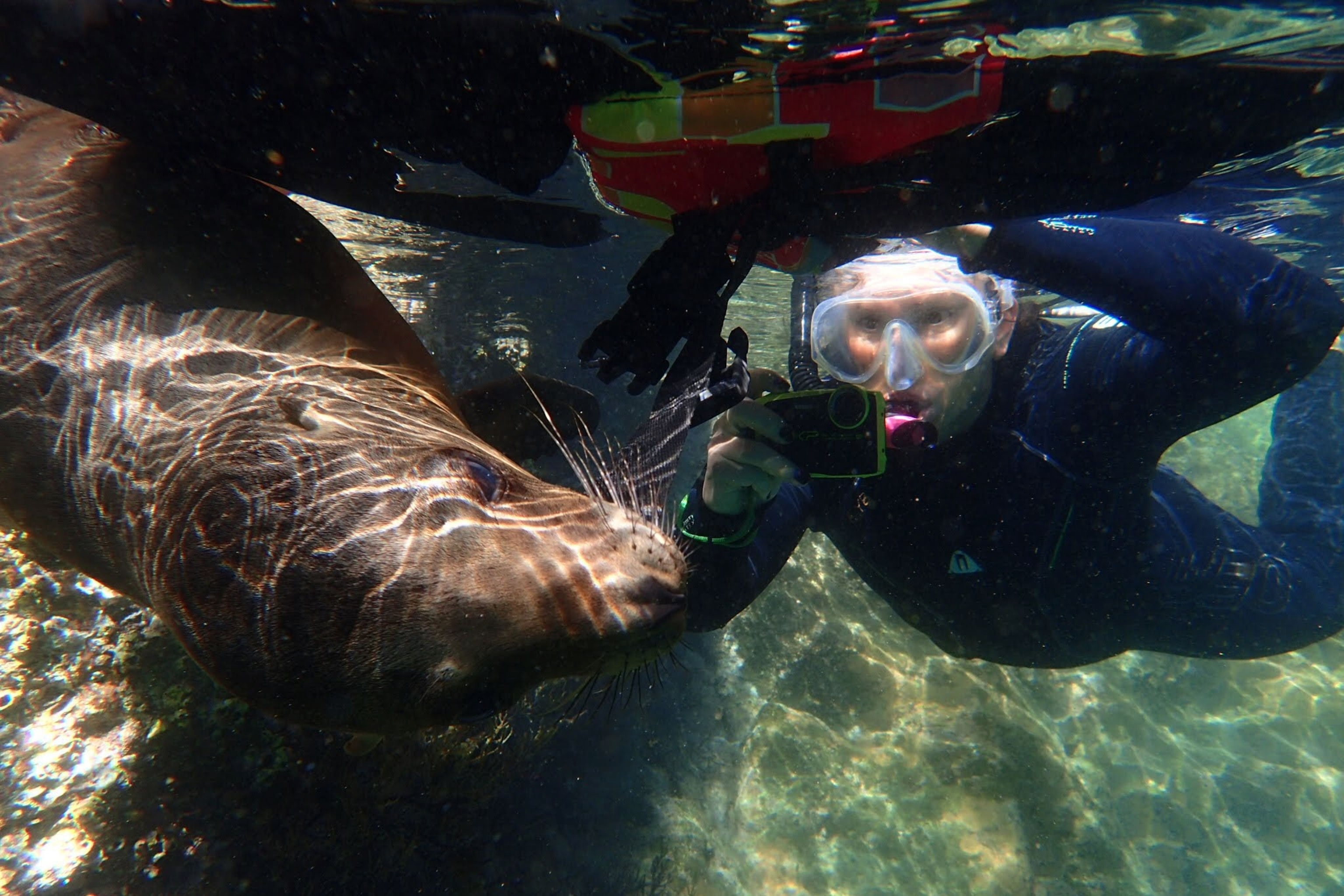 a sea lion and diver