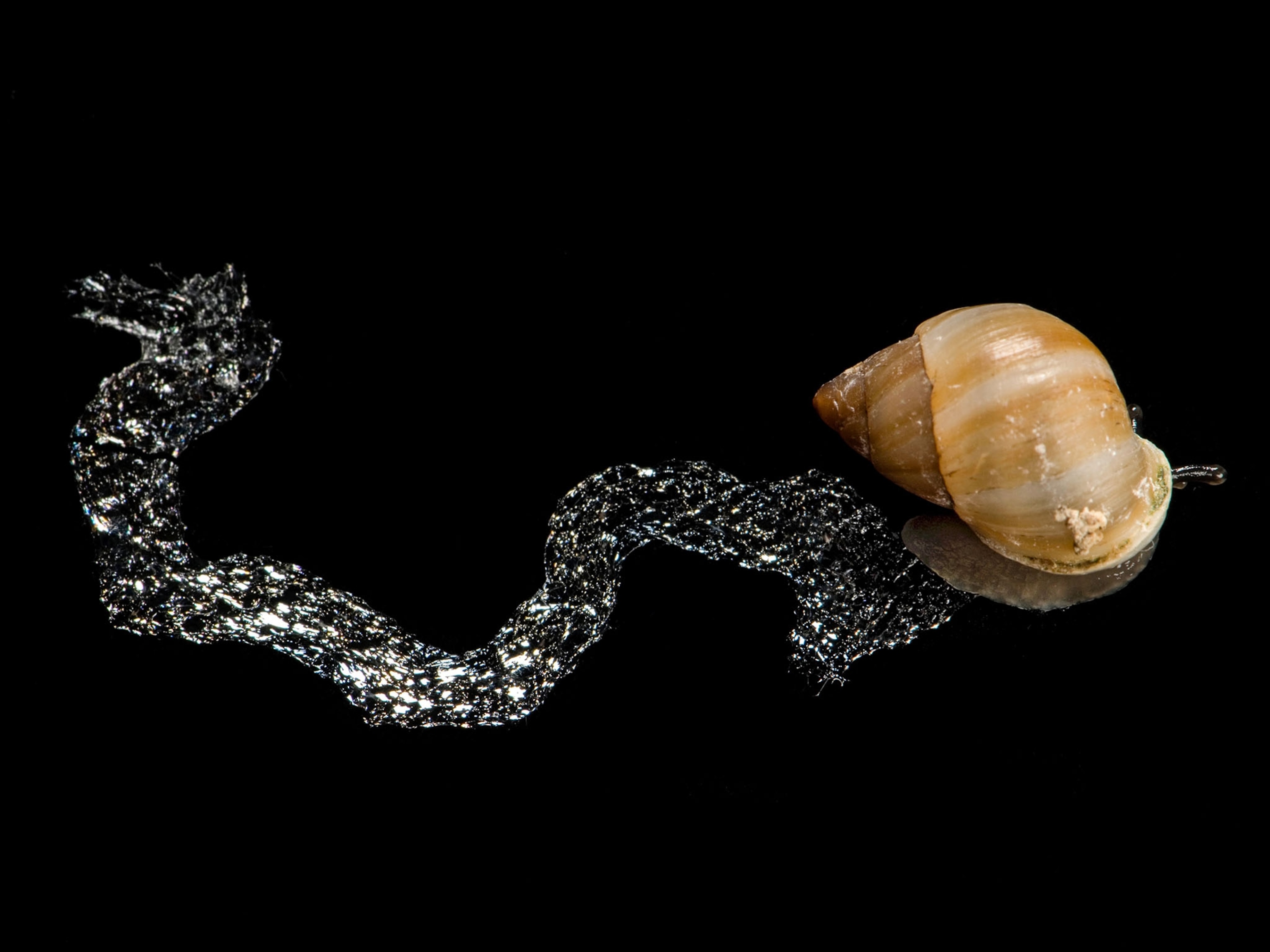 a niho tree snail