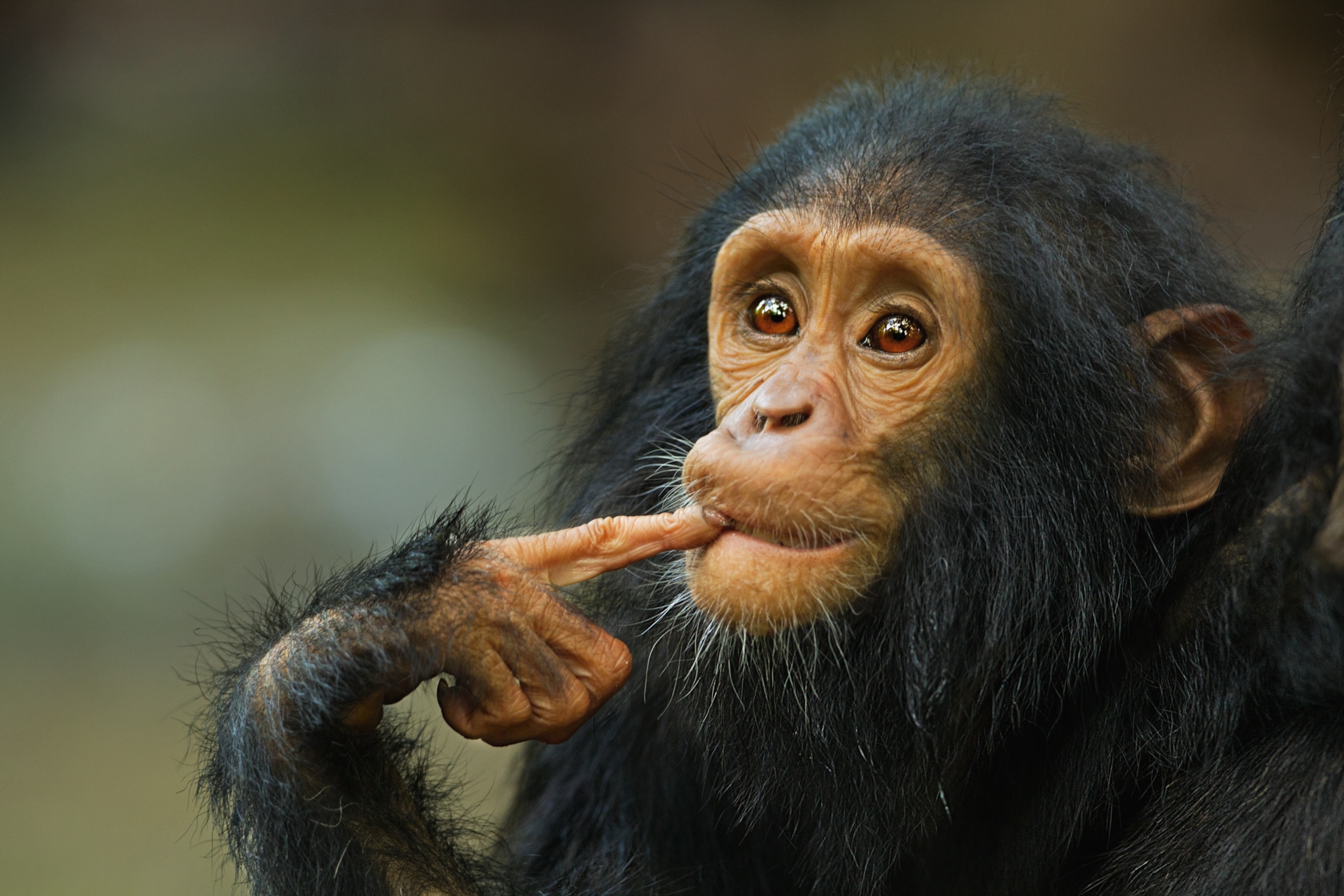 chimpanzee Gizmo