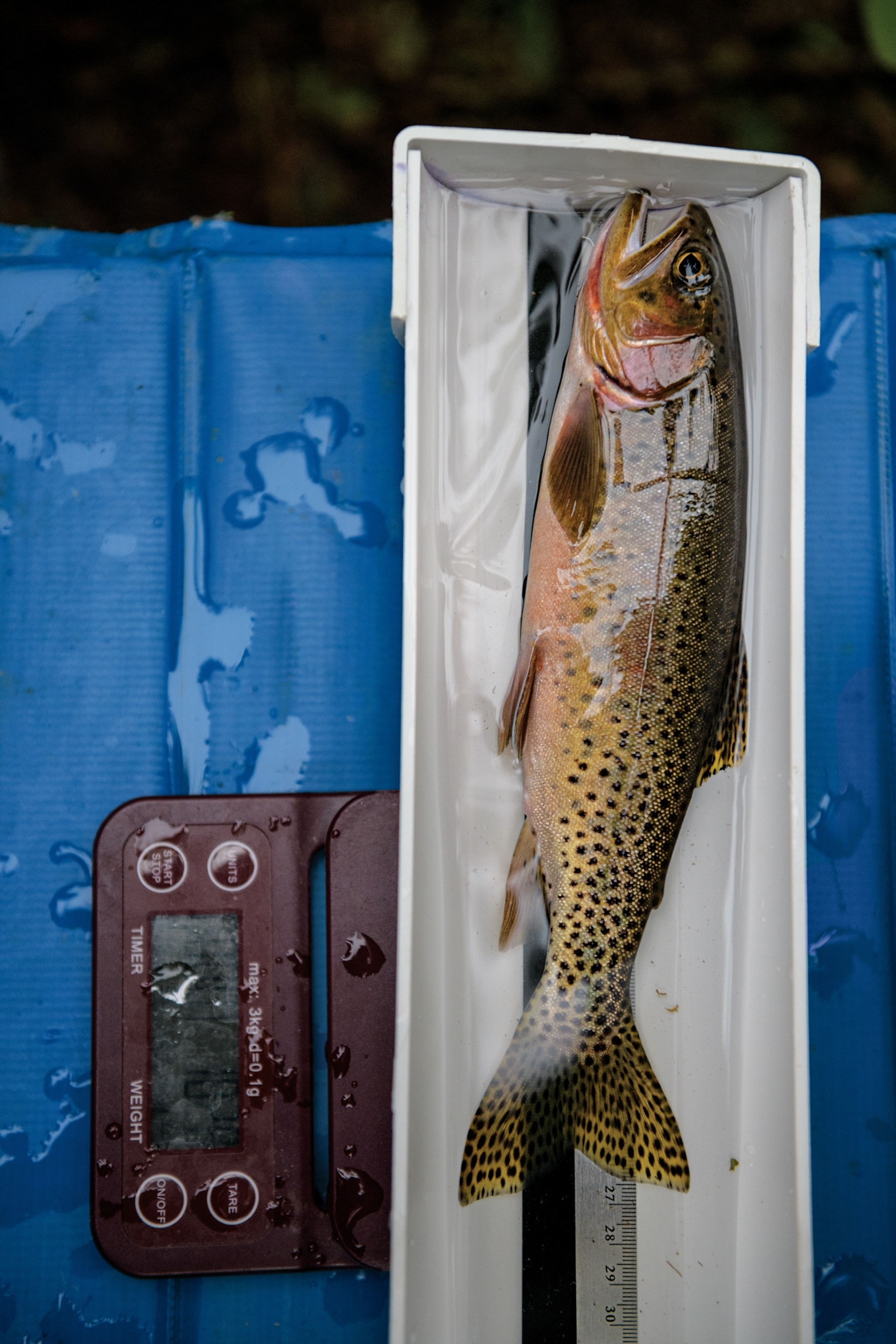 Picture of a cutthroat trout being weighed on an electric scale.