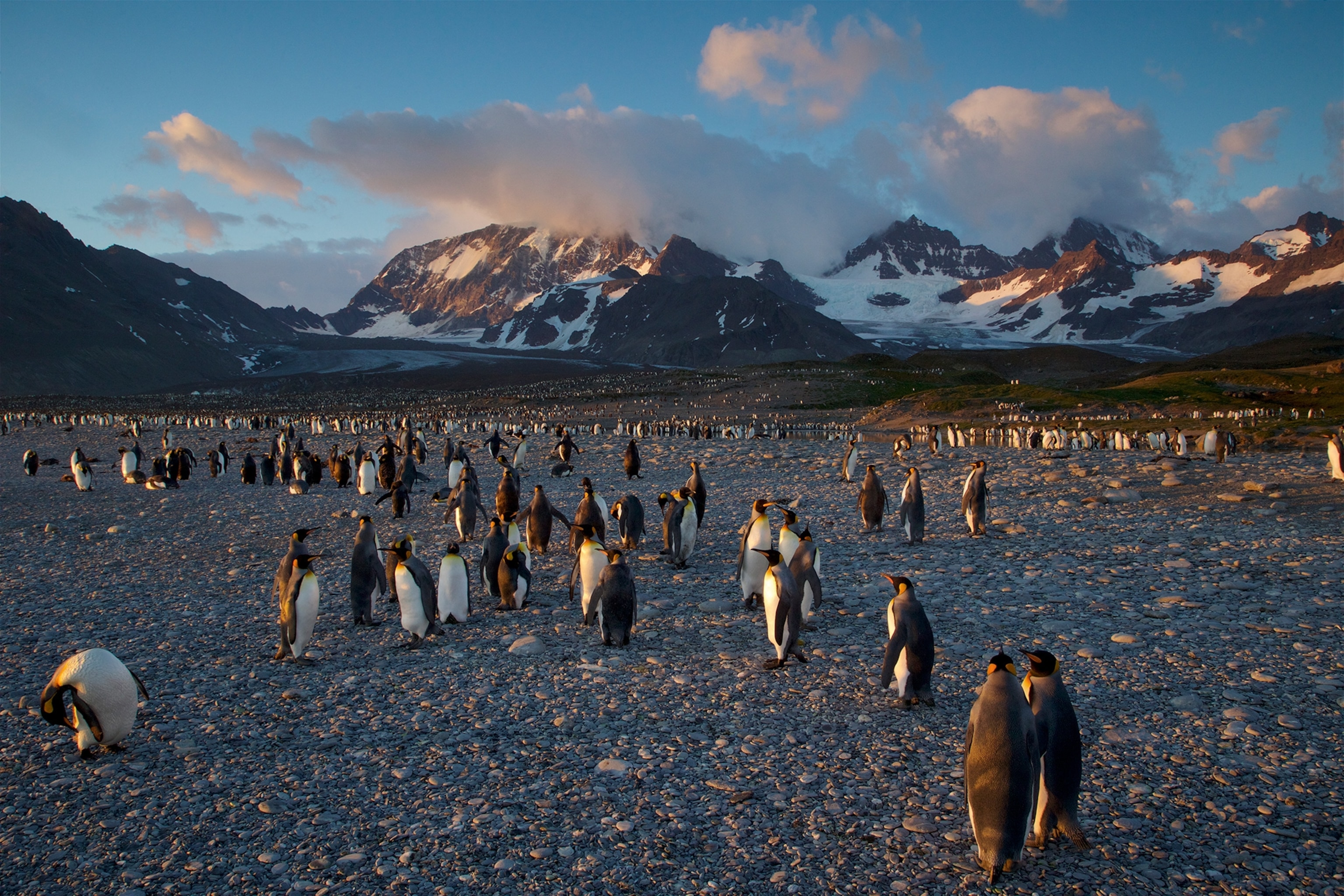 A penguin colony, with a mountian in the background.