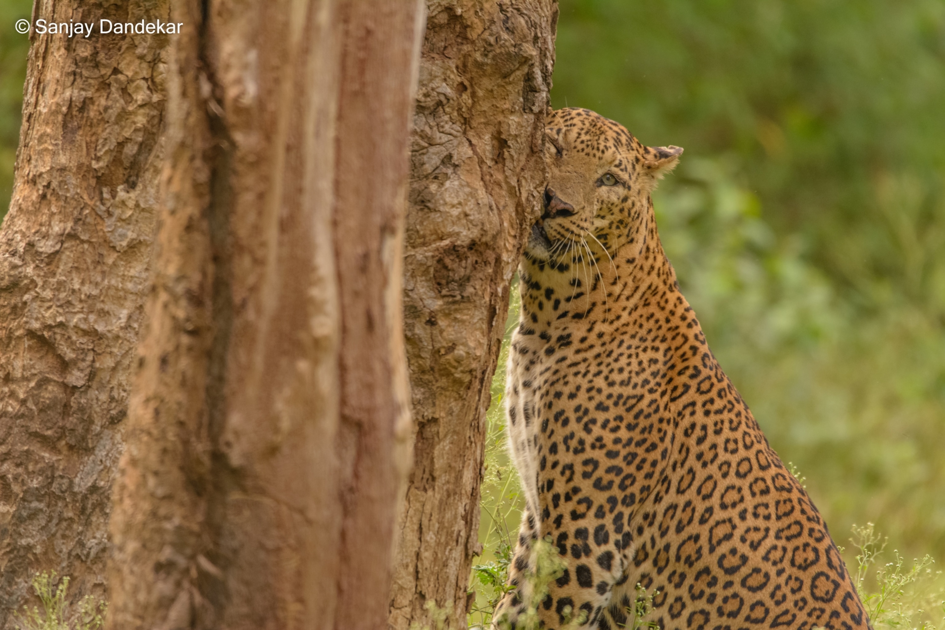 animals scratching