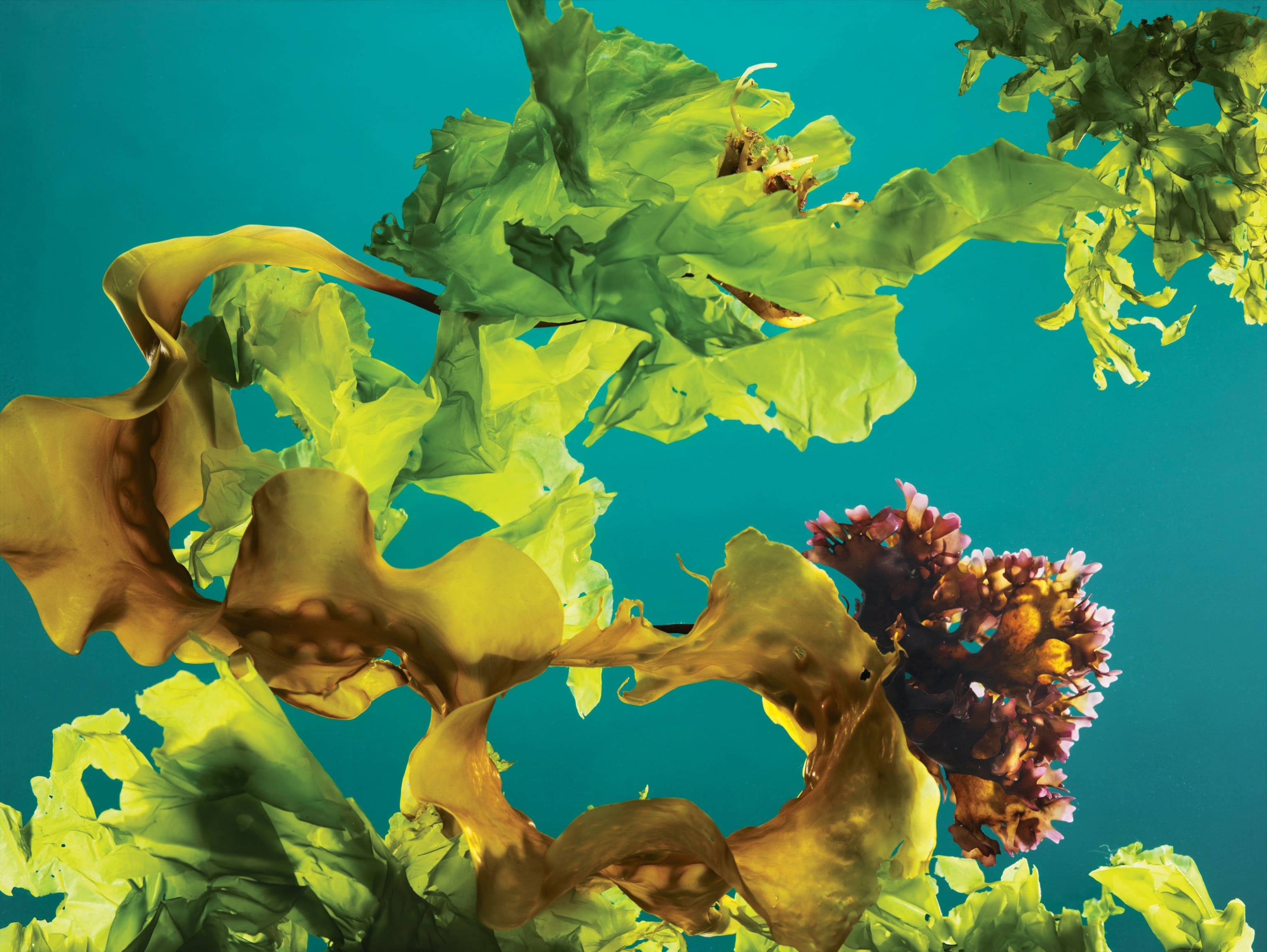 various kinds of kelp floating in water