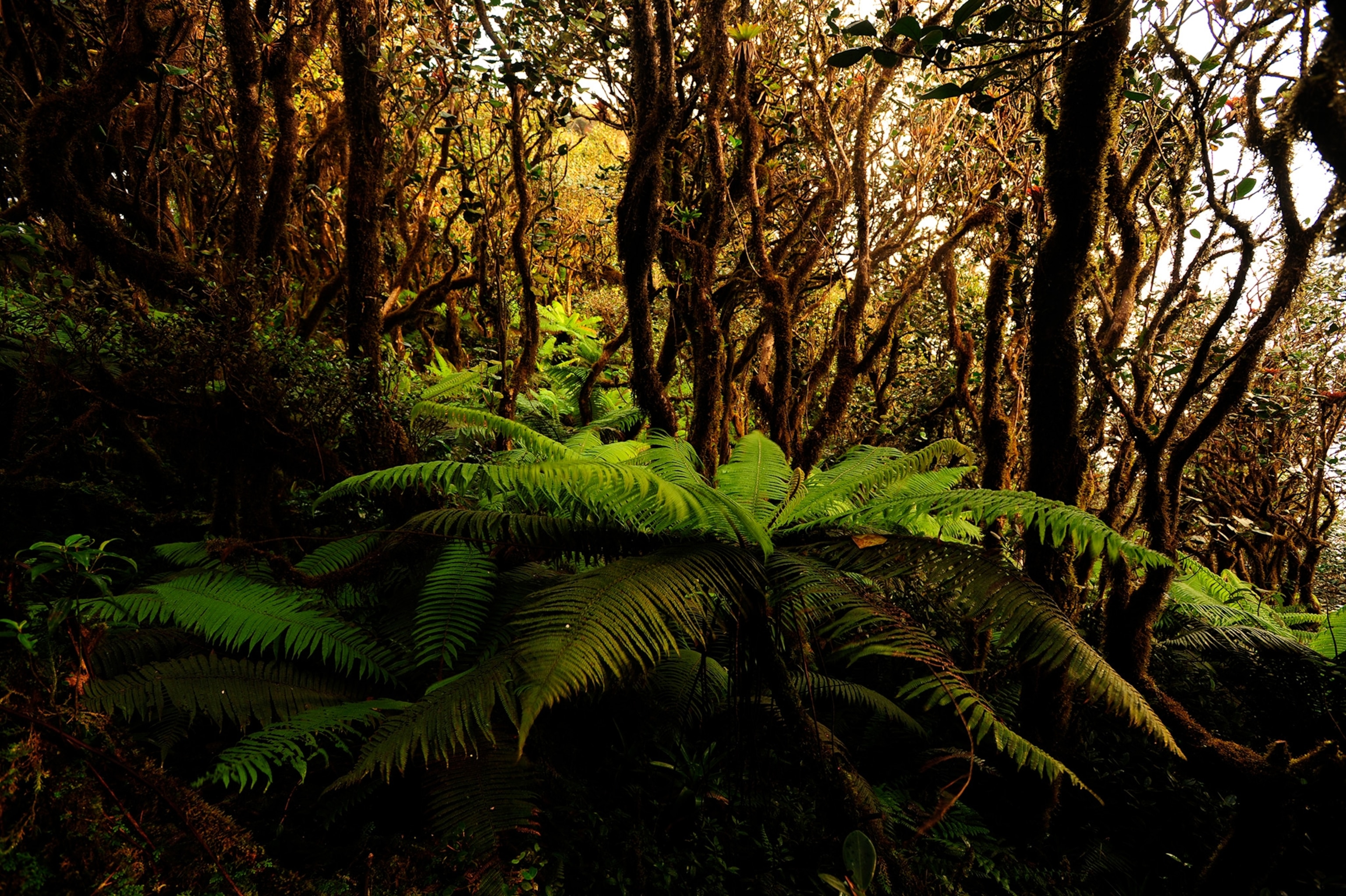Giant Ferns in El Yunque National Forest.