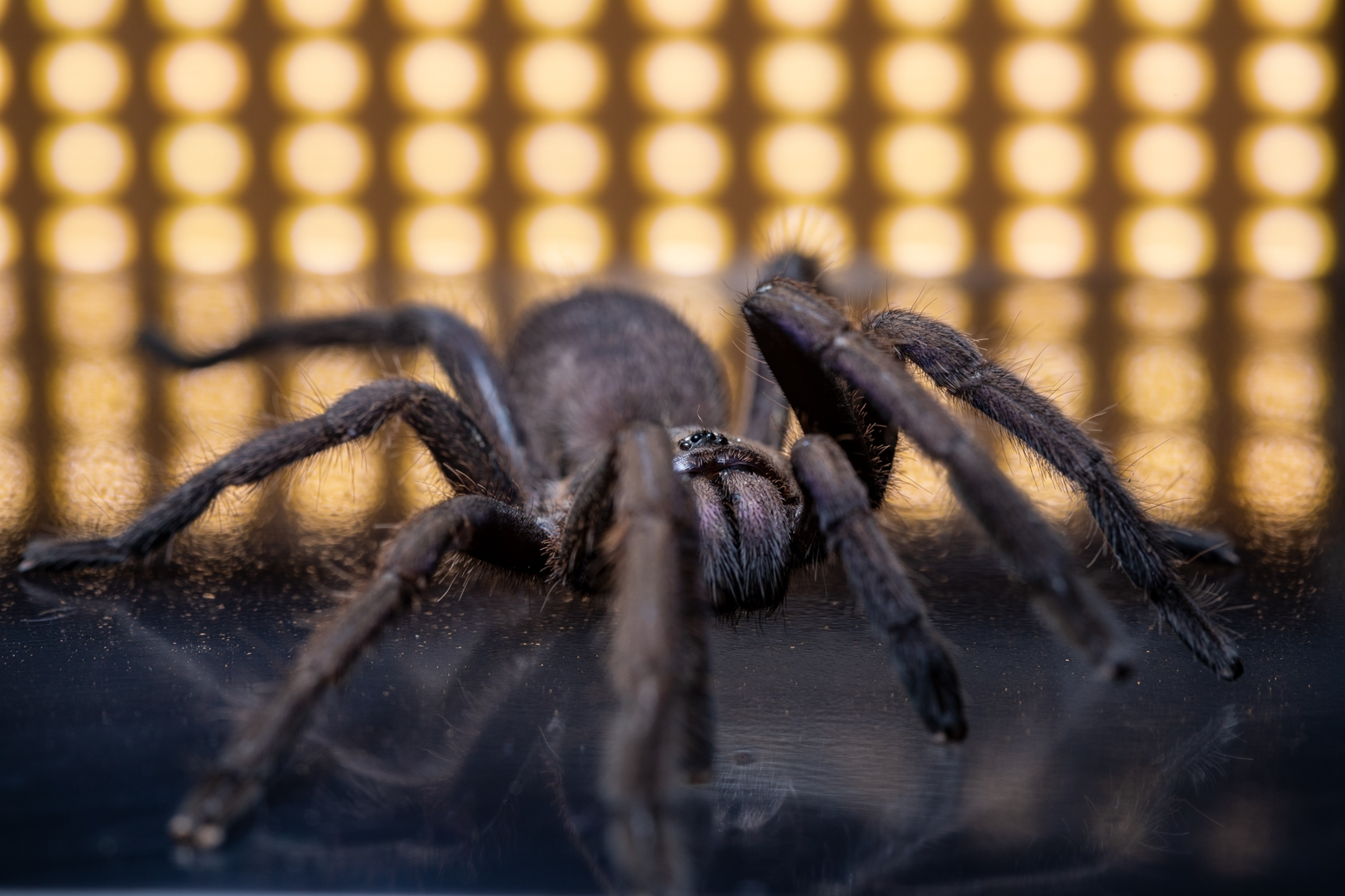 Tarantula