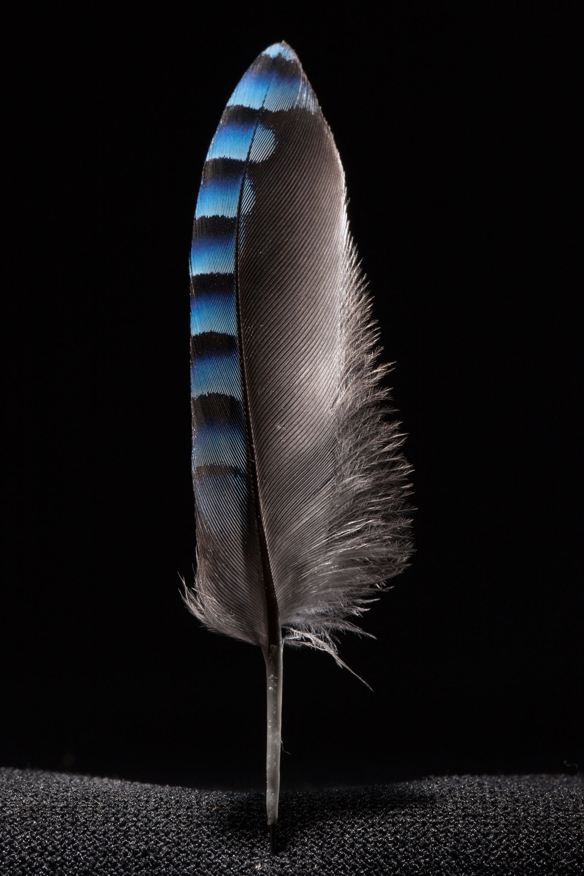 feather