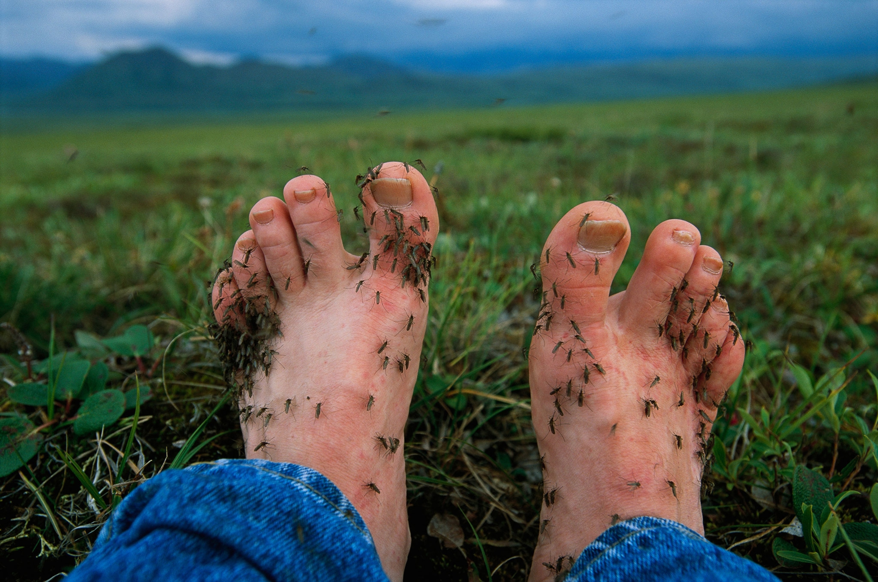 Feet covered with mosquitoes in Alaska's North Slope area.