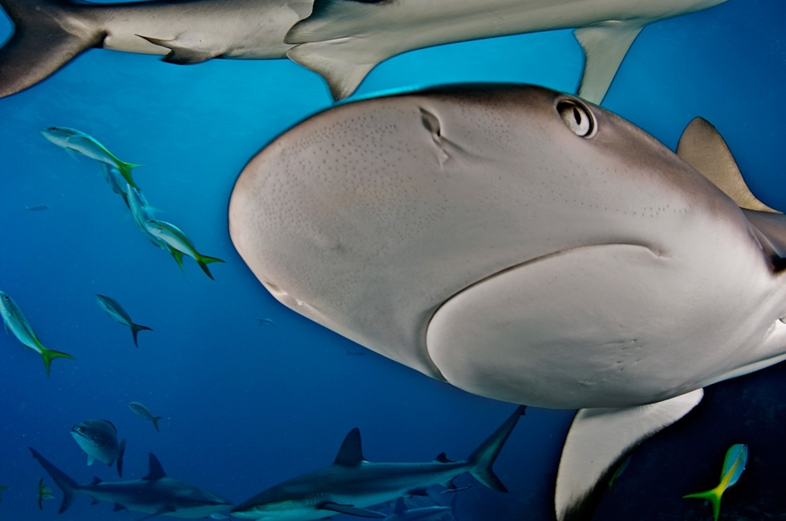 A close-up of a Caribbean reef shark