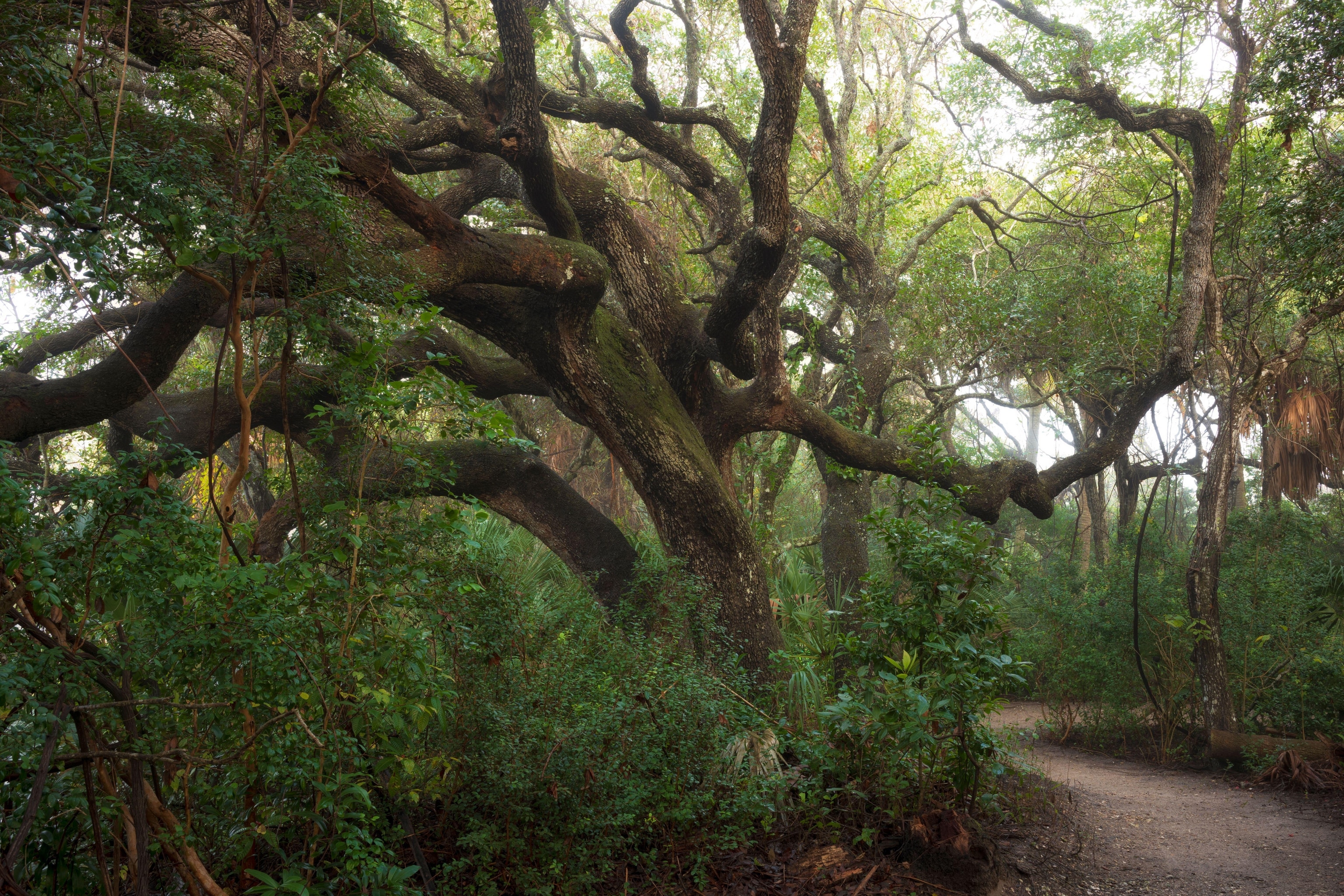 The enchanted forest of the Ponce Preserve that is 41 acres stretching from the Atlantic Ocean to the Halifax River and the site of the Green Mound St