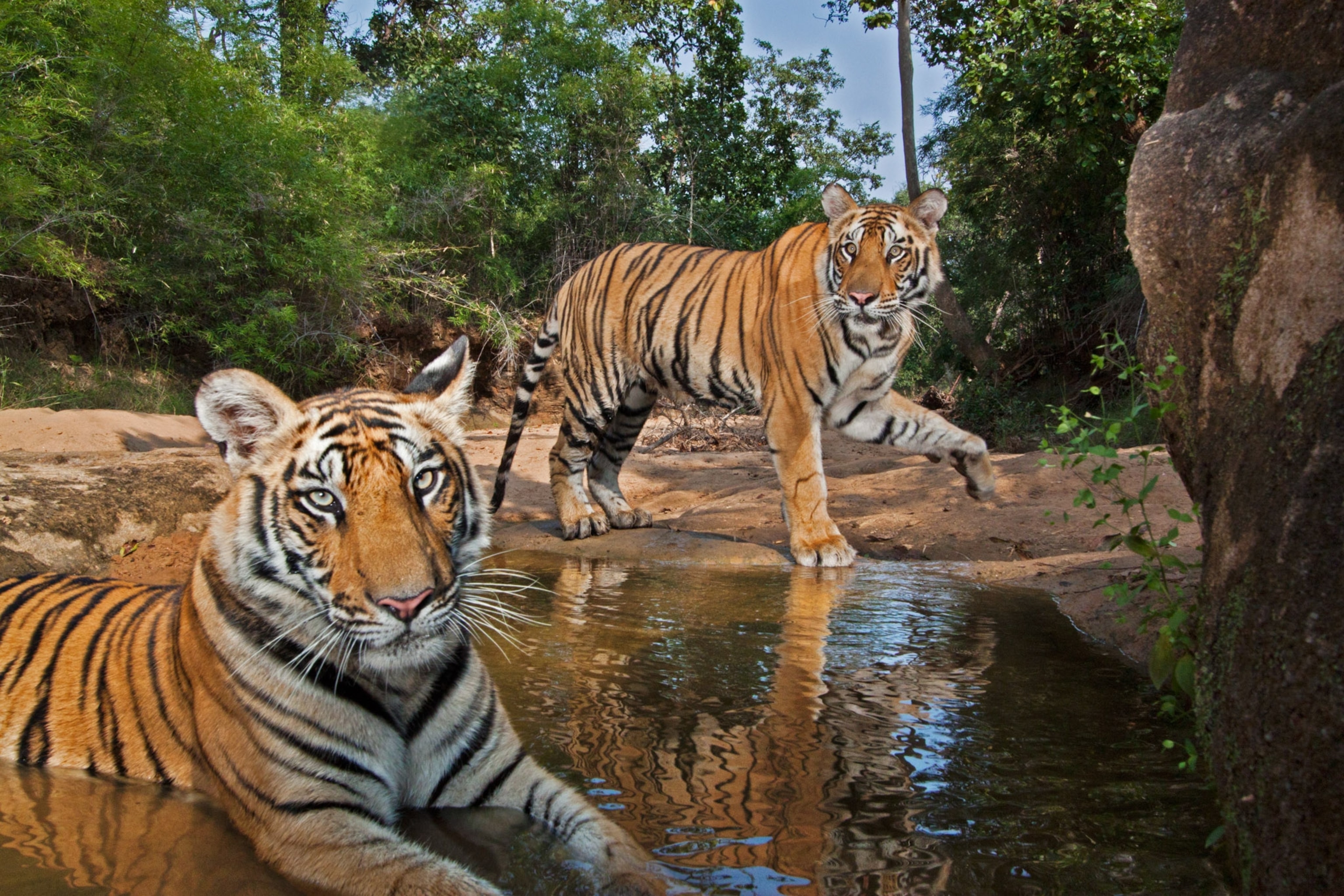 two tiger cubs in the water in Bandhavgarh National Park