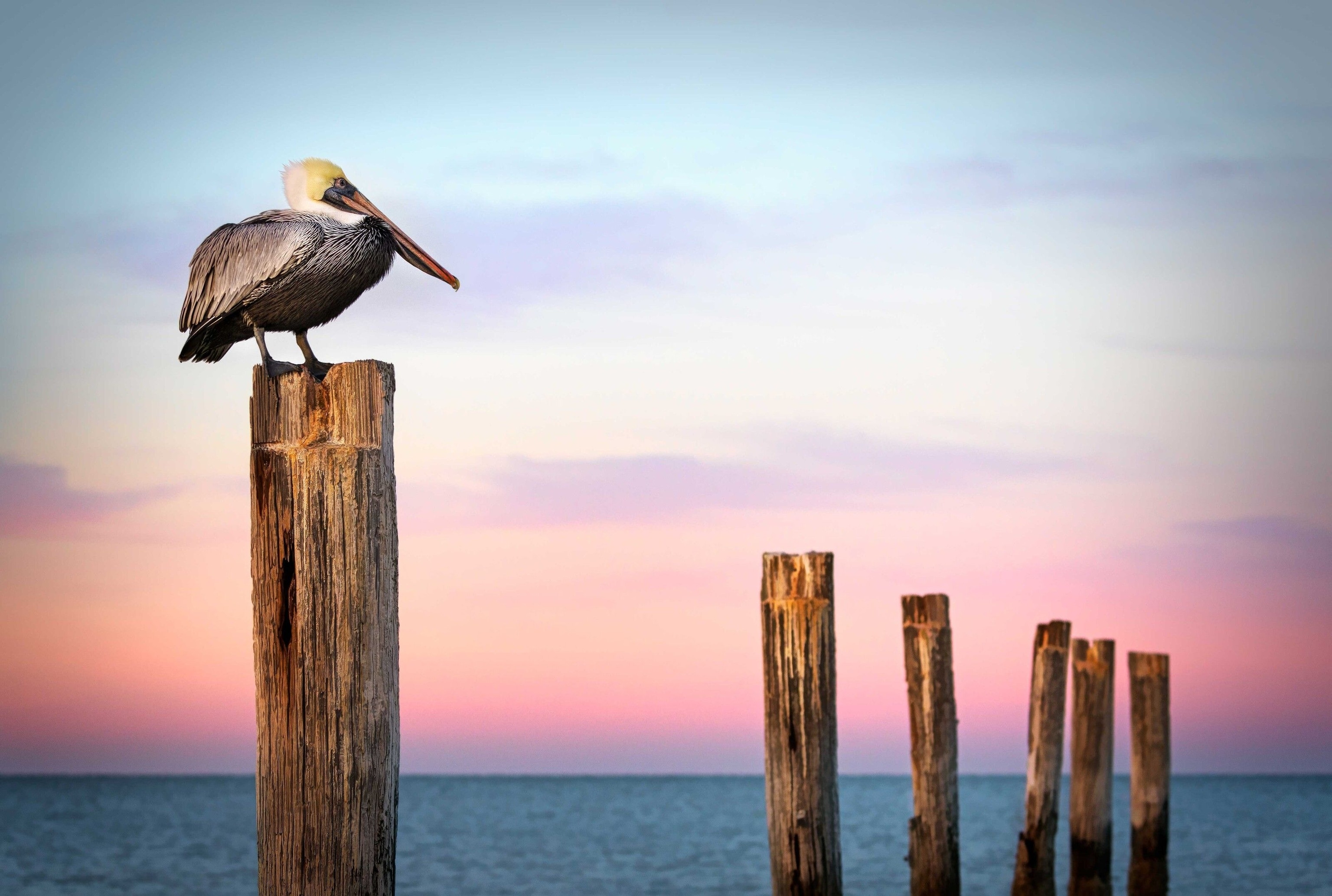 A pelican looks over sunrise at Fort Myers Beach, one of the area's many charming seaside spots.