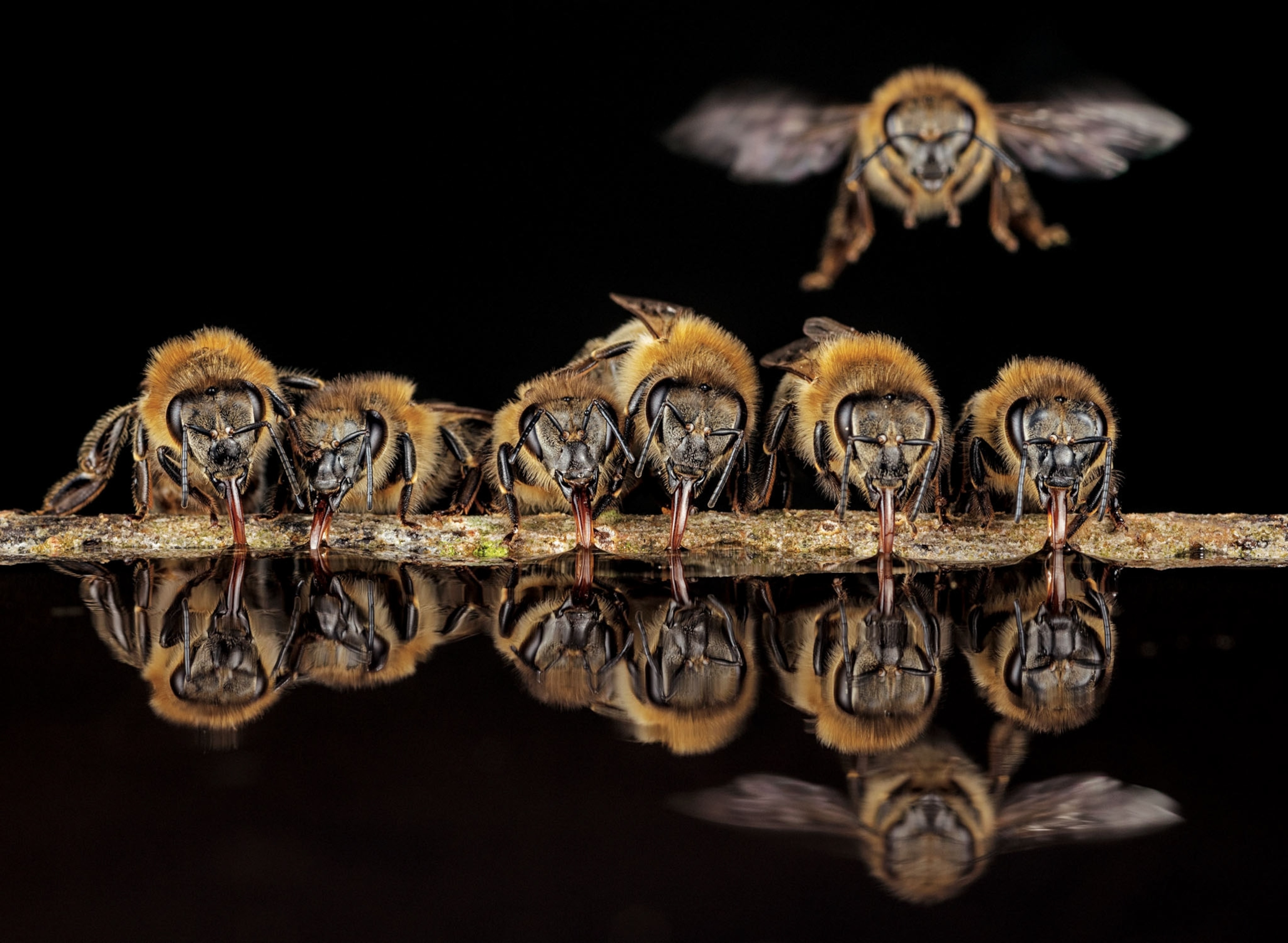 six bees drinking from a puddle of water as another bee flies above