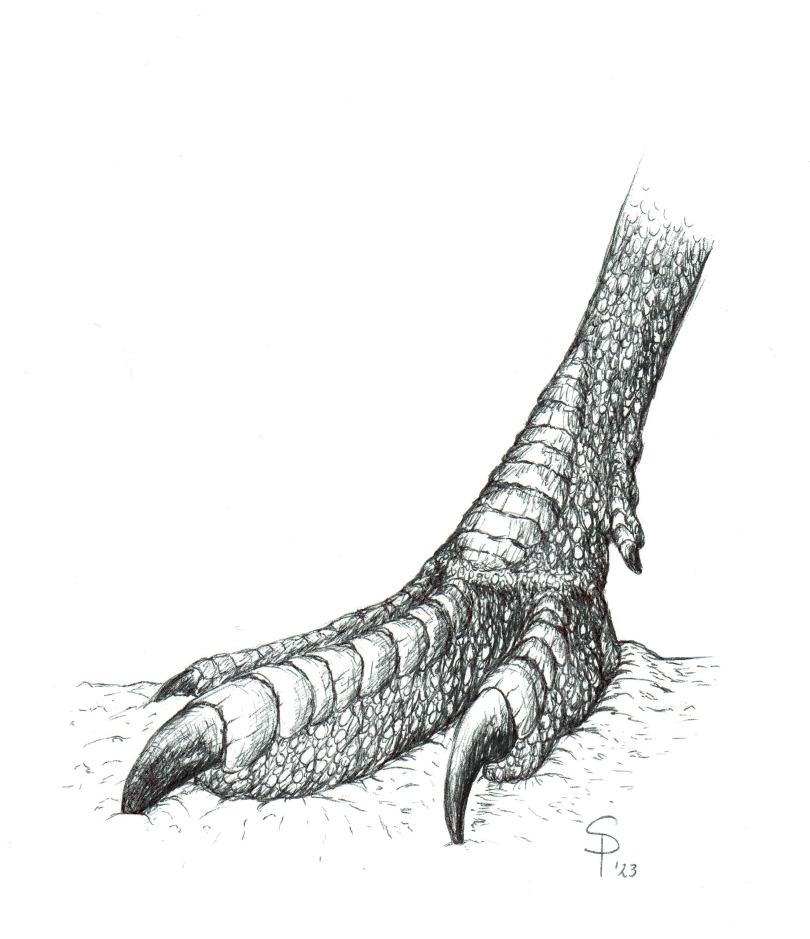 Illustration of the possible right paw by the footprint Rionegrina pozosaladensis