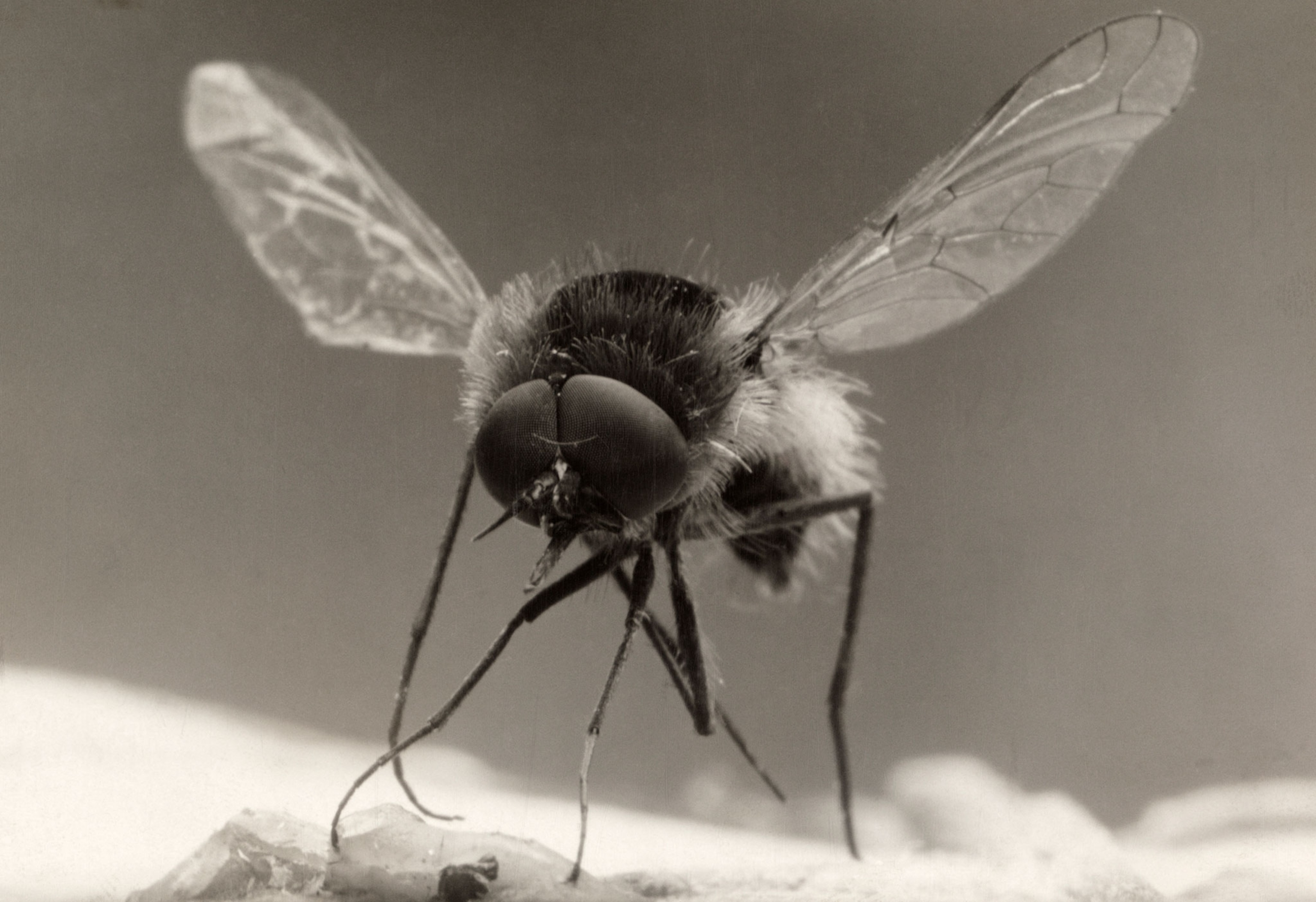 a bee fly