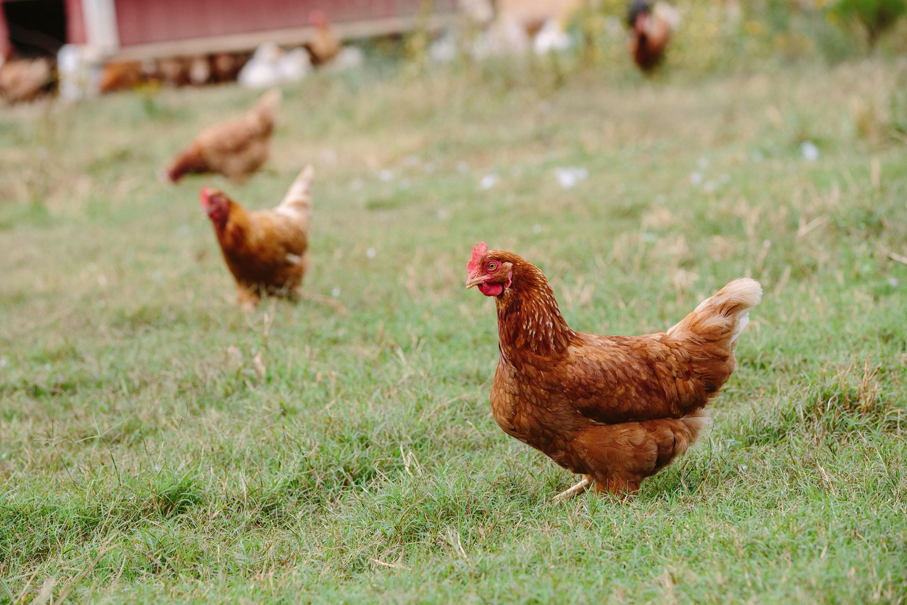 hens