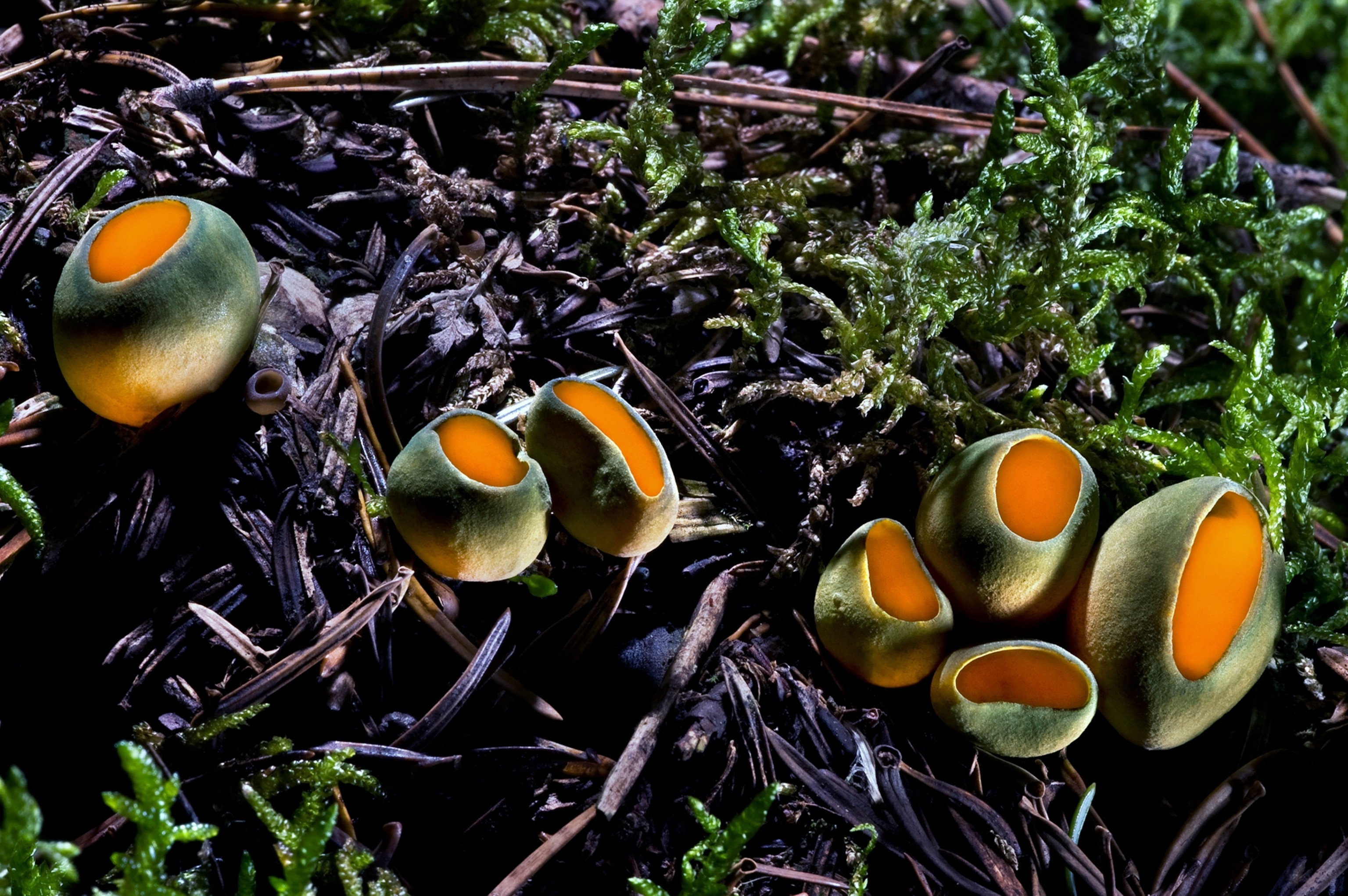Cup-shaped mushroom of splendid colors.