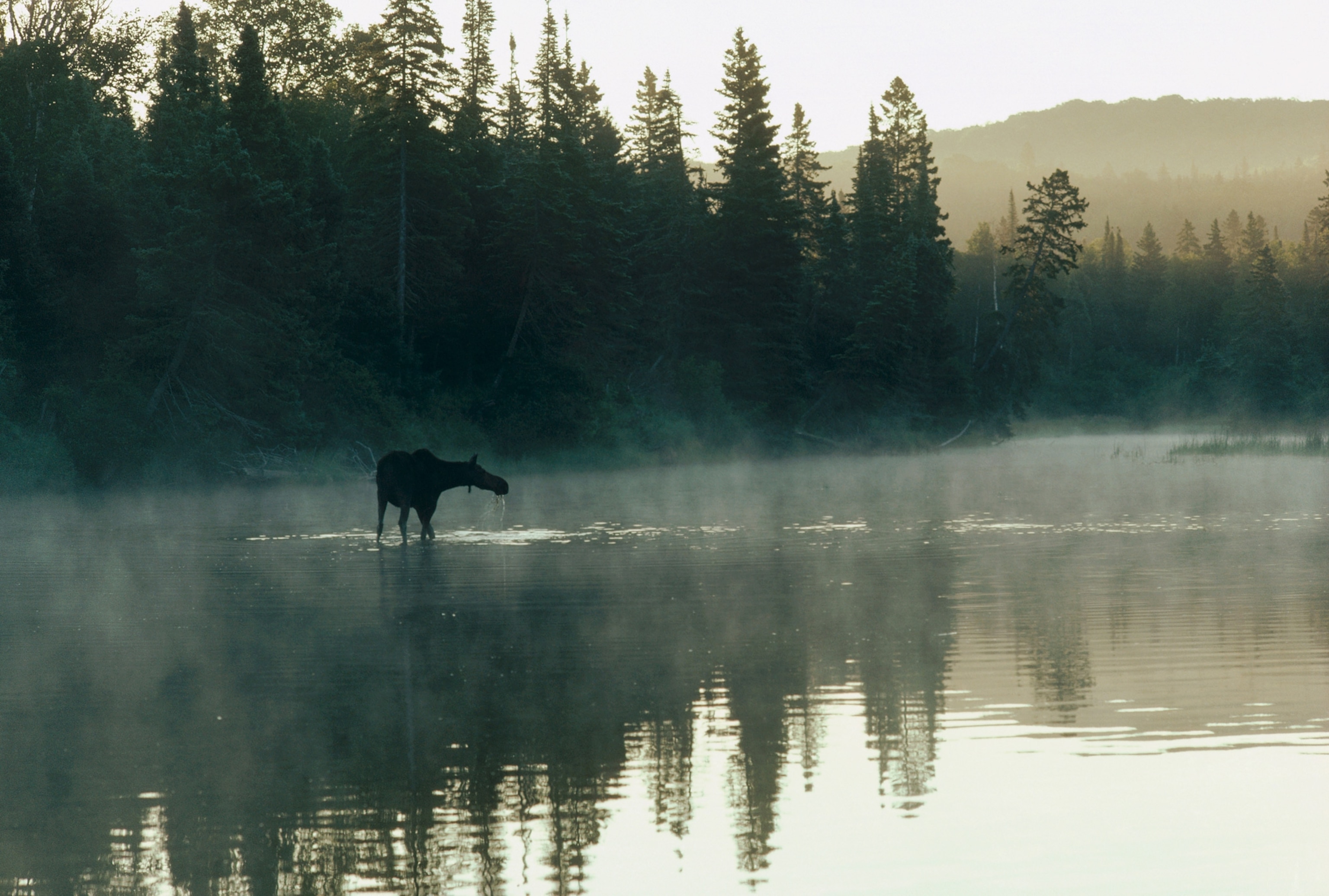 Moose i water at sunrise on isle royale michigan