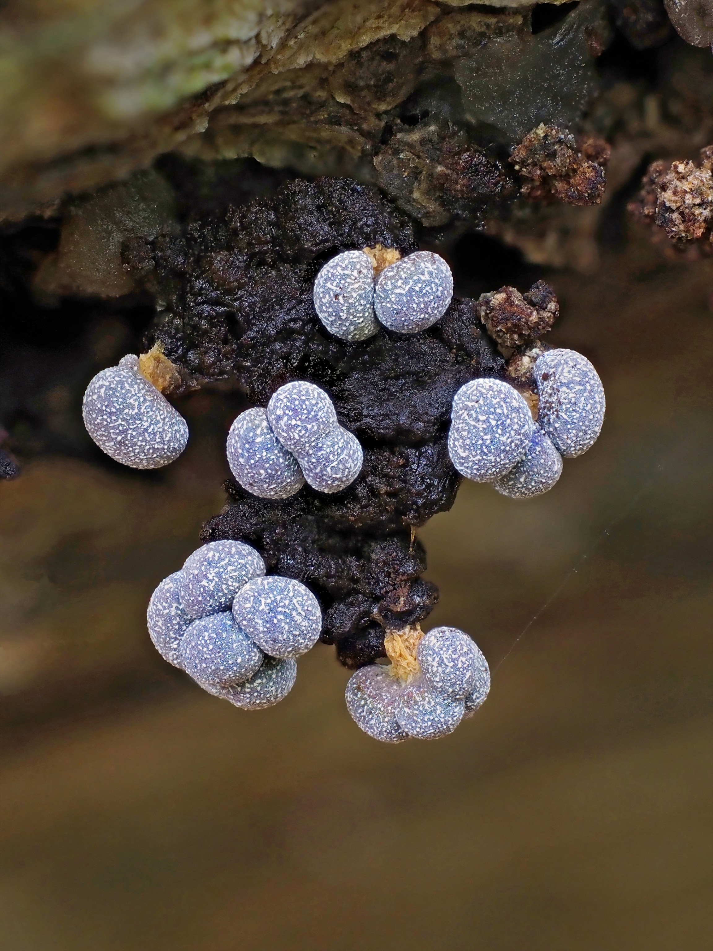 Picture of growth looking like beautiful lavender colored pompones.