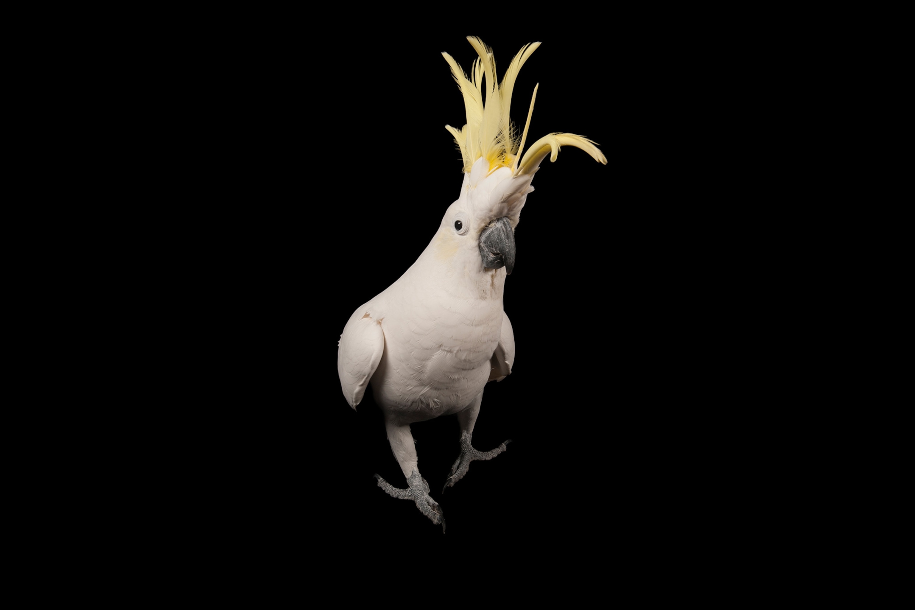 a sulphur-crested cockatoo
