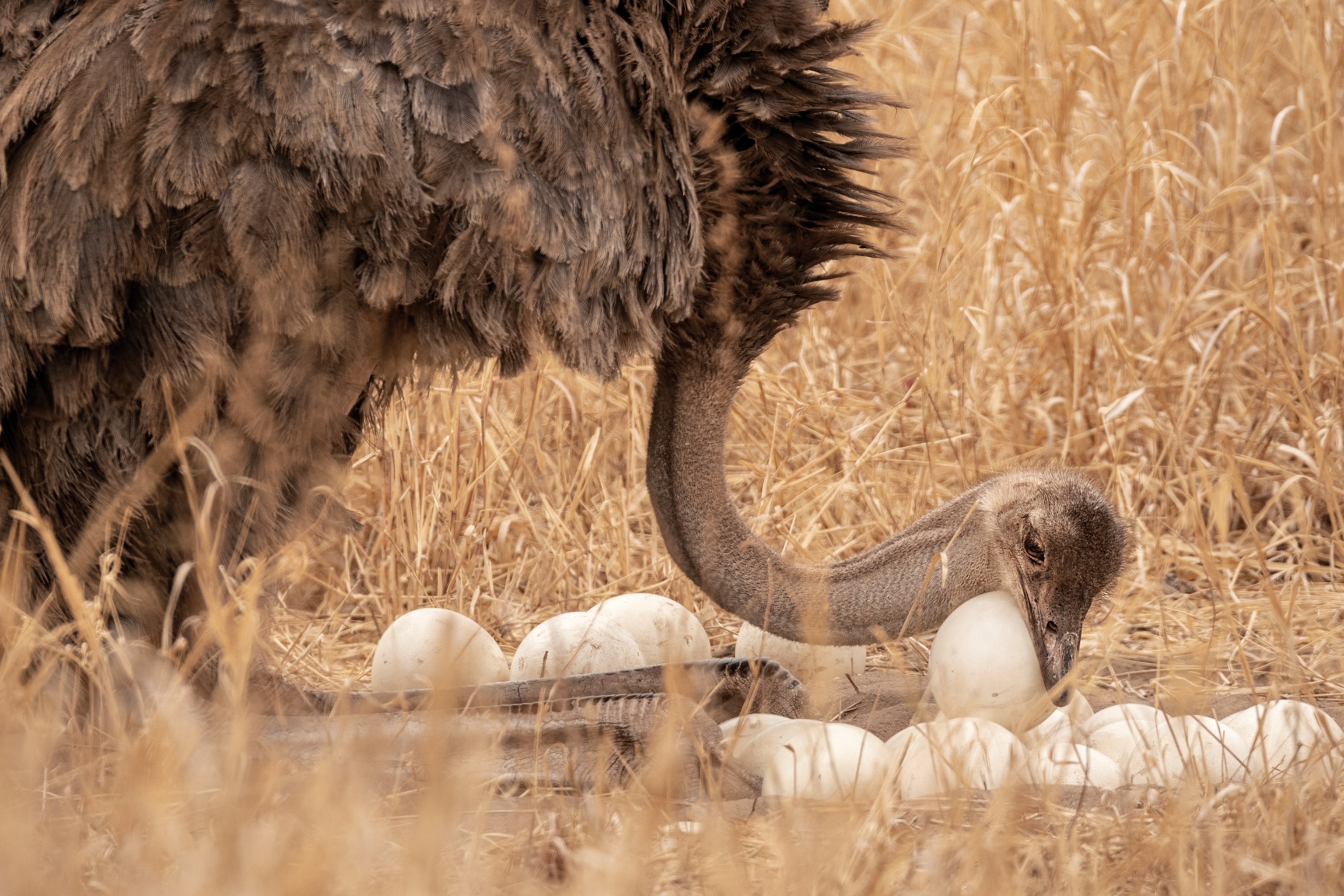 ostrich moving eggs in the nest.