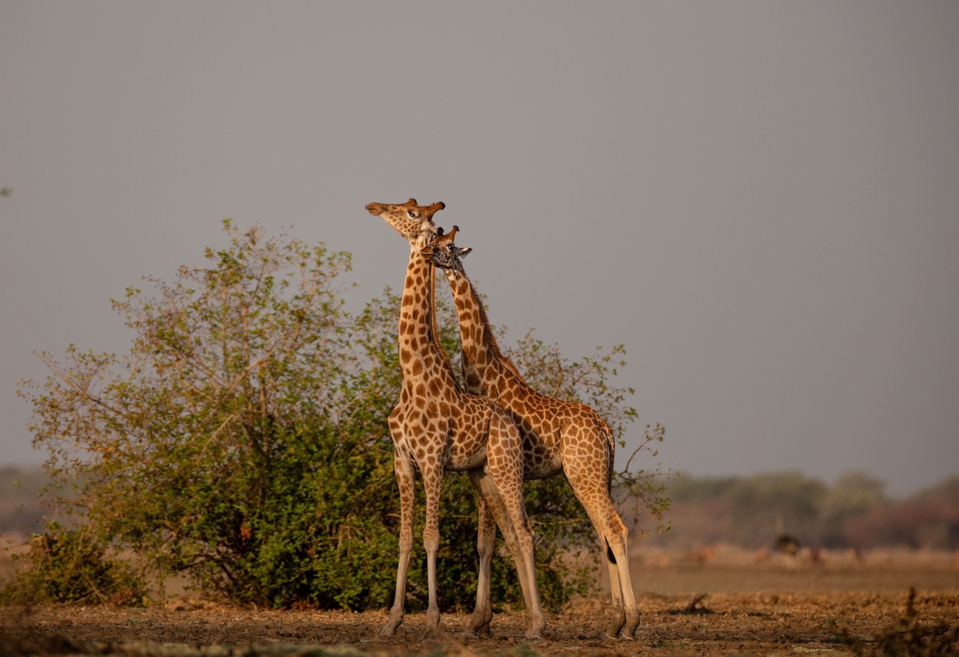 two giraffes rubbing their necks